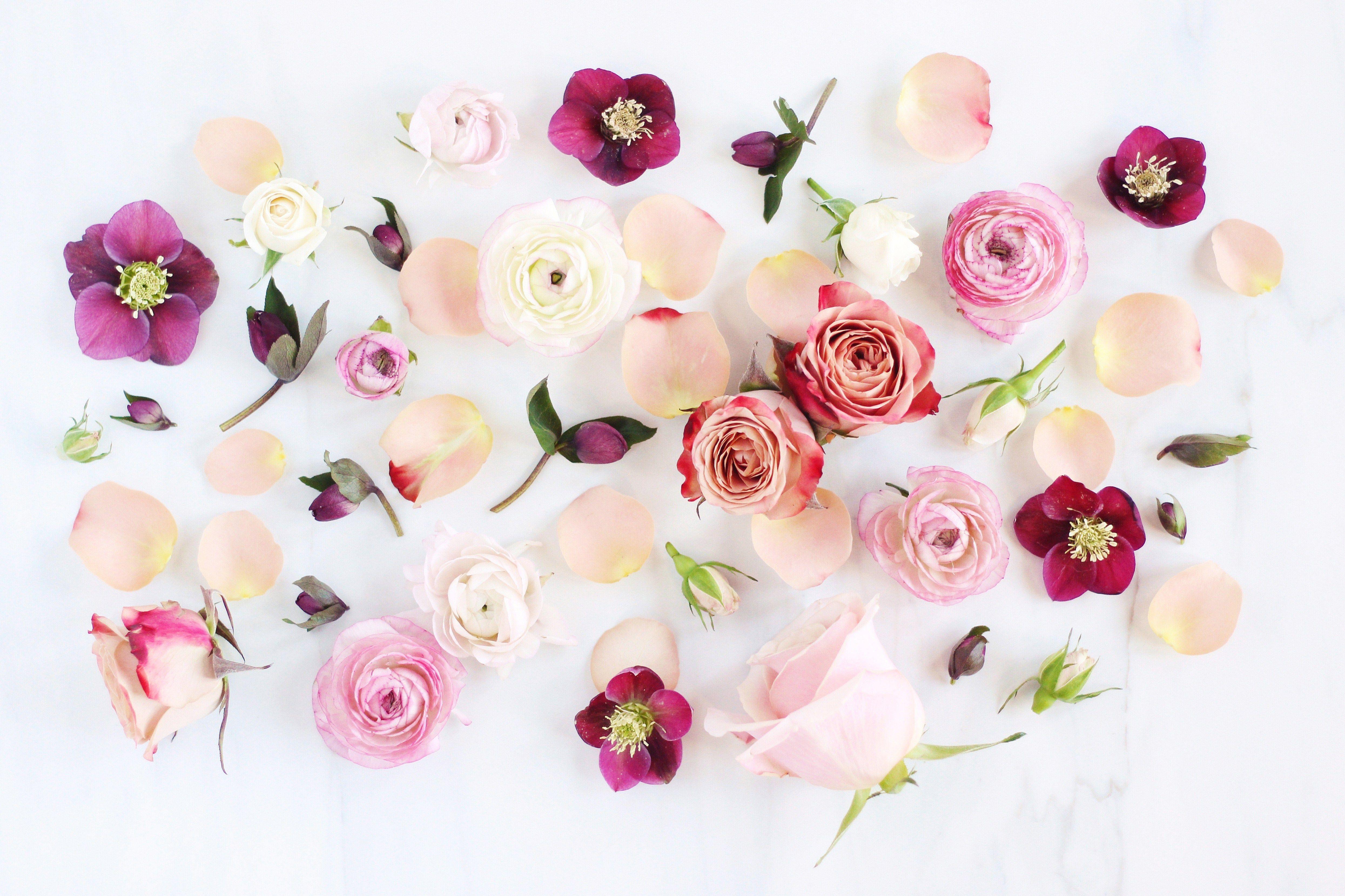 4980x3320 Flower Aesthetic PC Wallpaper