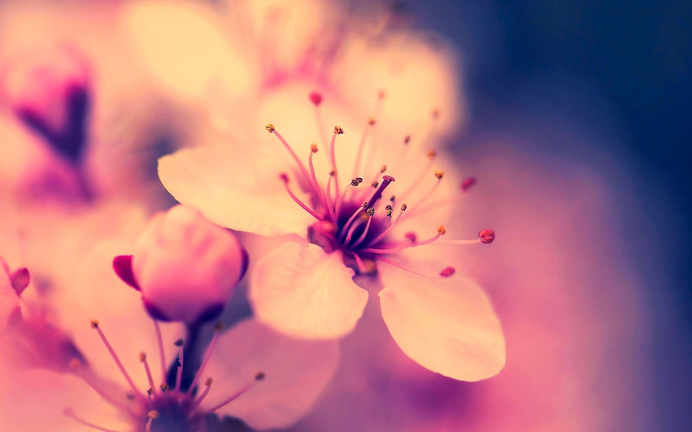 2880x1800 Background Flowers Desktop Wallpaper