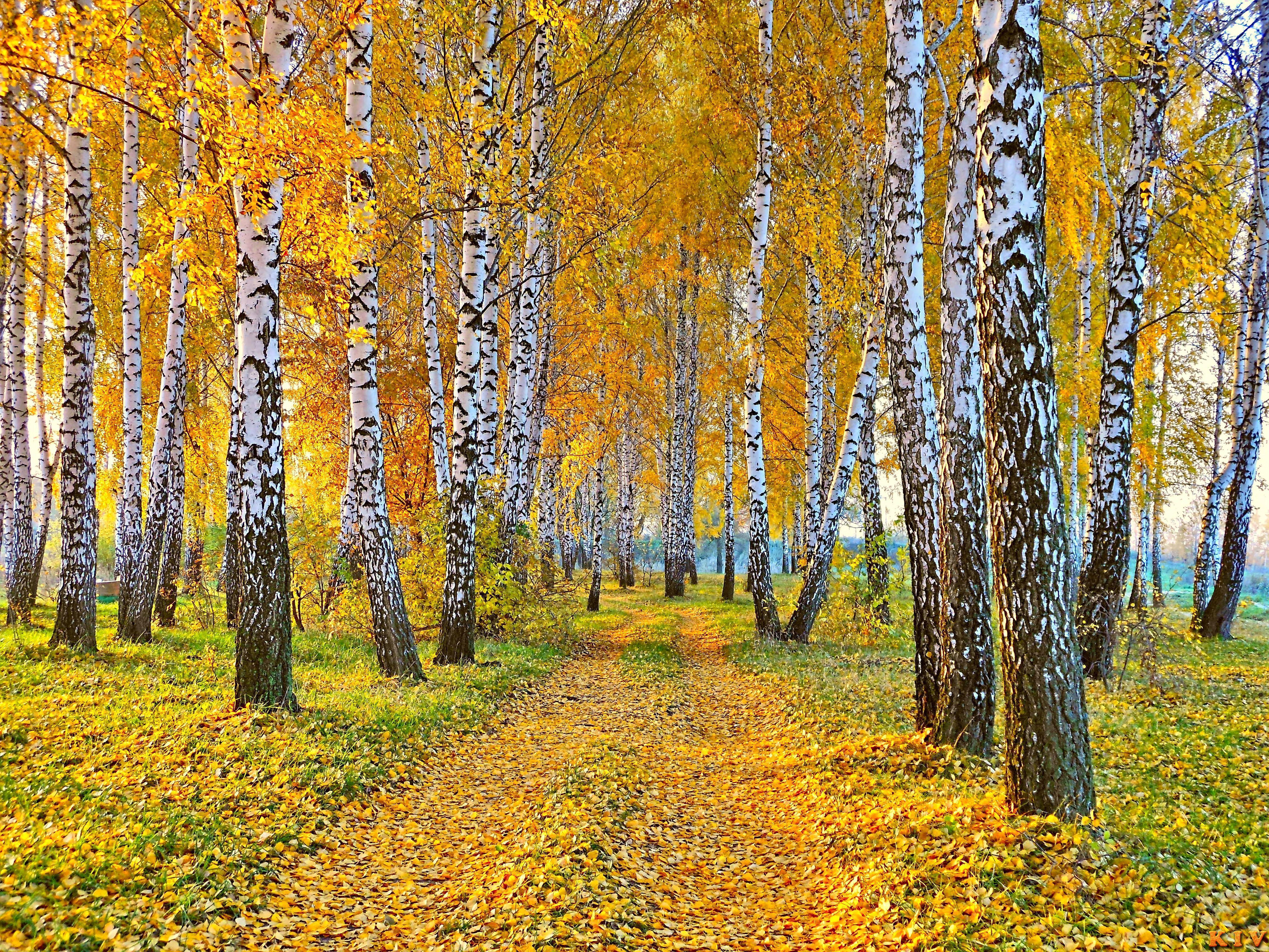 4608x3456 Yellow Aspen Trees Forest Wallpaper