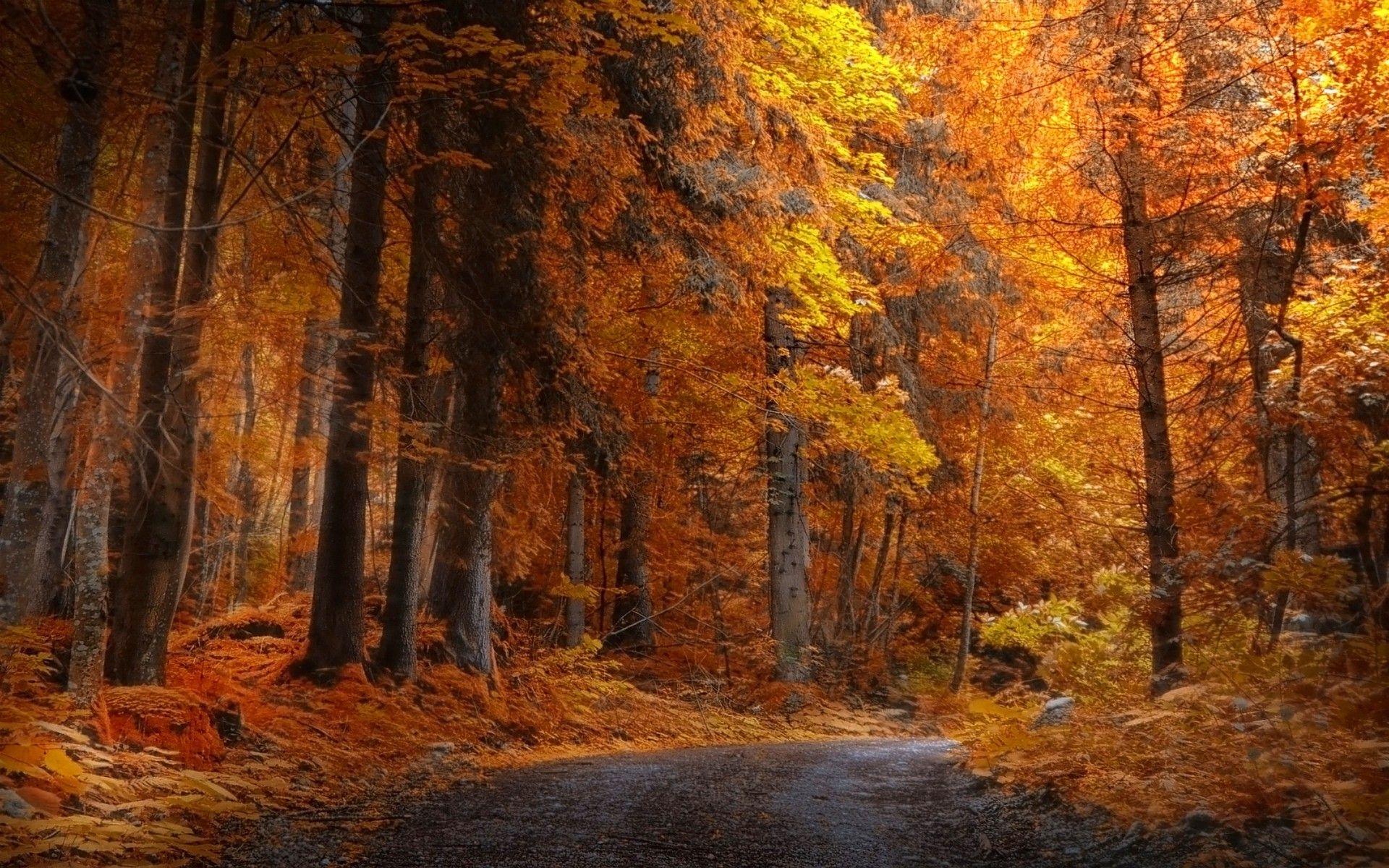 Yellow Forest Wallpapers - Top Free Yellow Forest Backgrounds ...