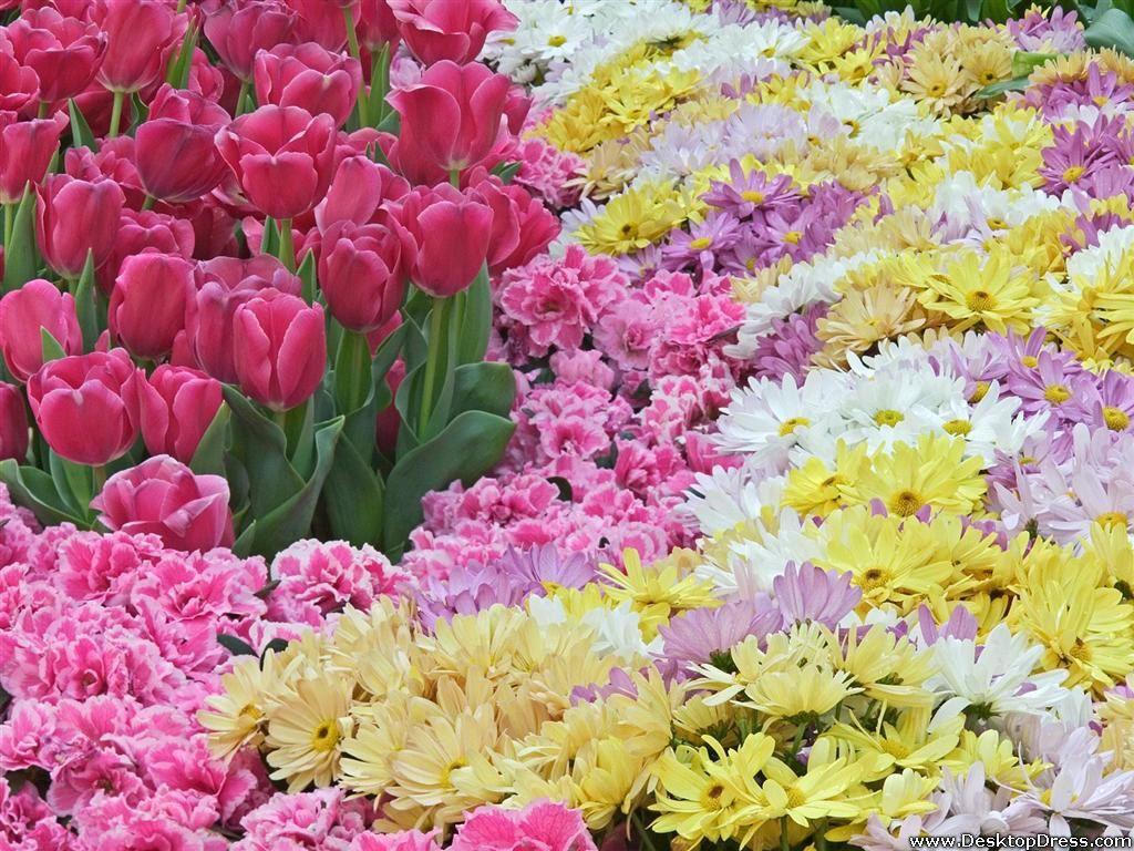 1024x768 Desktop Wallpaper Flowers Background Natural Pastels