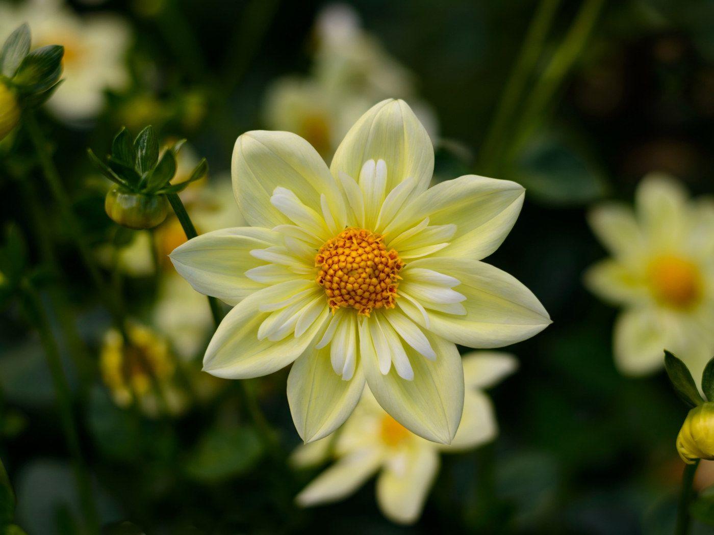 1400x1050 Dahlia Yellow Flowers High Quality Flower Wallpaper For Desktop Computers HD Wallpaper For 4k Ultra HD Tv 3840×2400 • Wallpaper For You HD Wallpaper For Desktop & Mobile