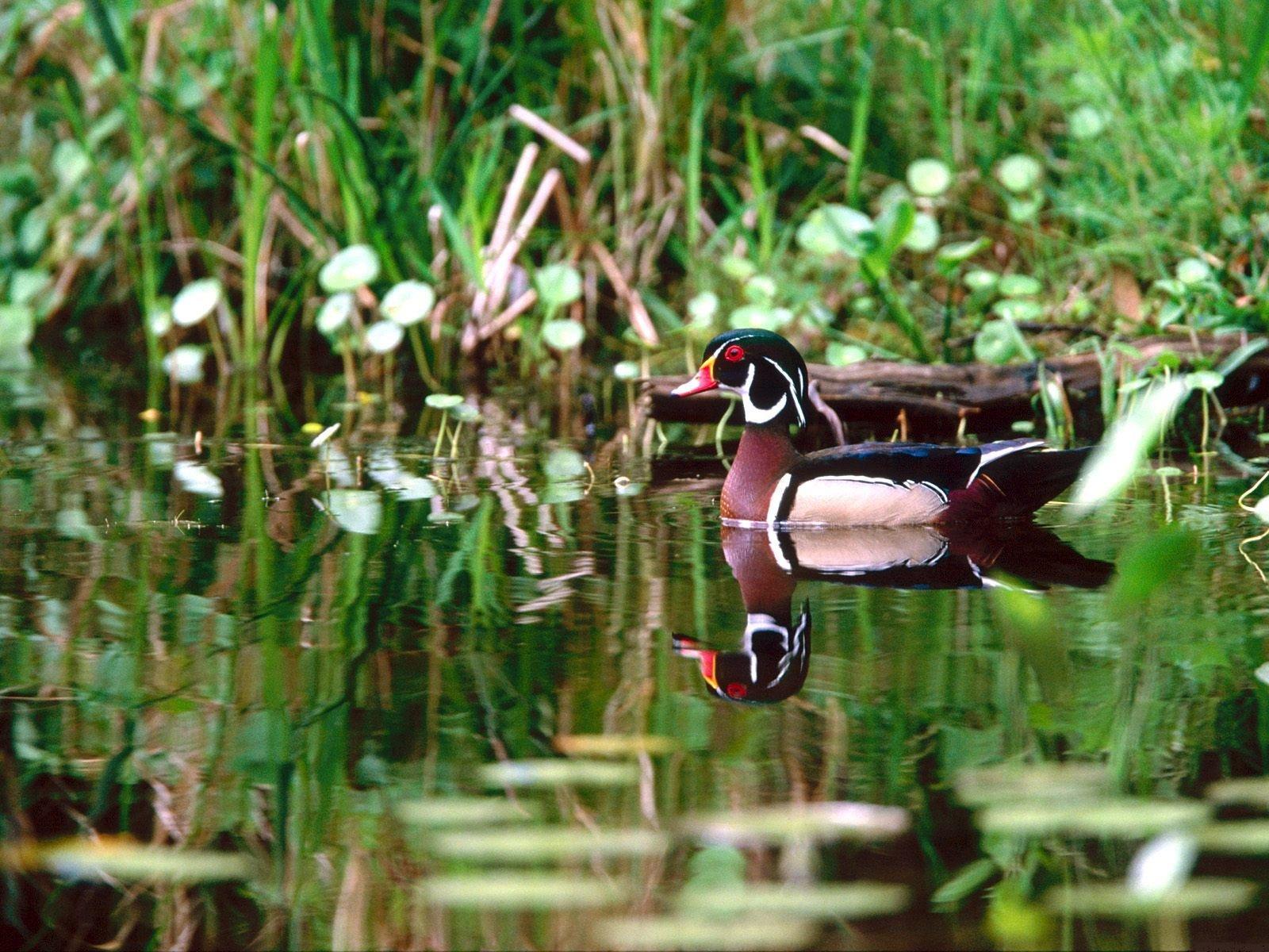 1600x1200 Drake Waterfowl Desktop Wallpaper