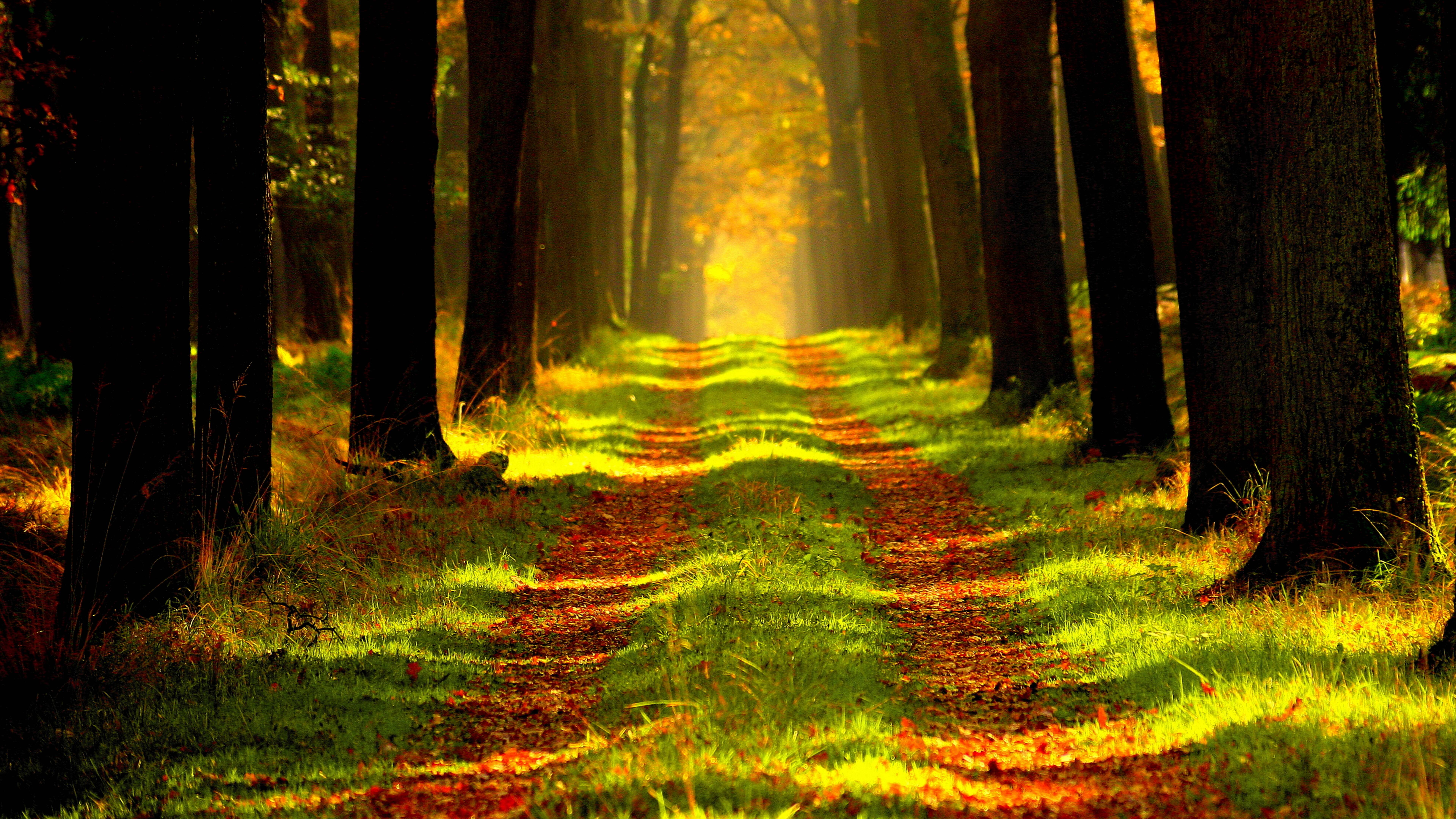 7680x4320 Forest 15k 8k HD 4k Wallpaper, Image, Background, Photo and Picture