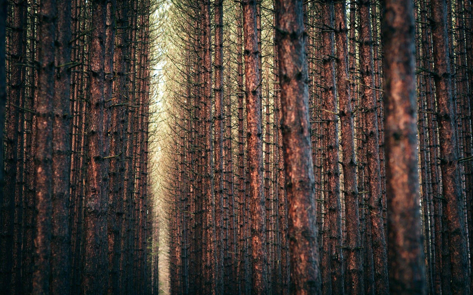 1920x1200 Free download Winter season trees yellow forest orange gray brown pine wallpaper [1920x1200] for your Desktop, Mobile & Tablet. Explore Pine Forest iPhone Wallpaper. Forest Wallpaper for Desktop, Foggy