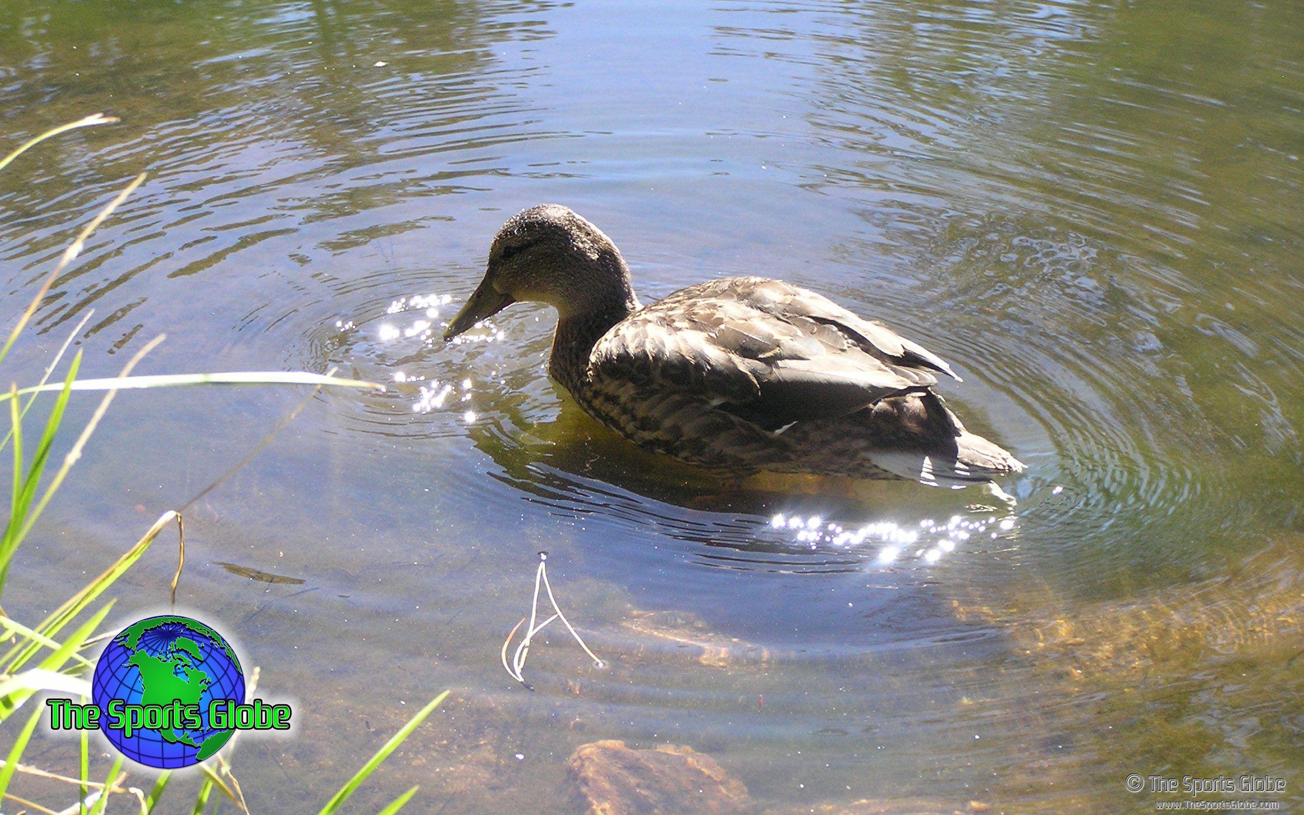 2560x1600 Duck On Pond Desktop Wallpaper Sports Globe