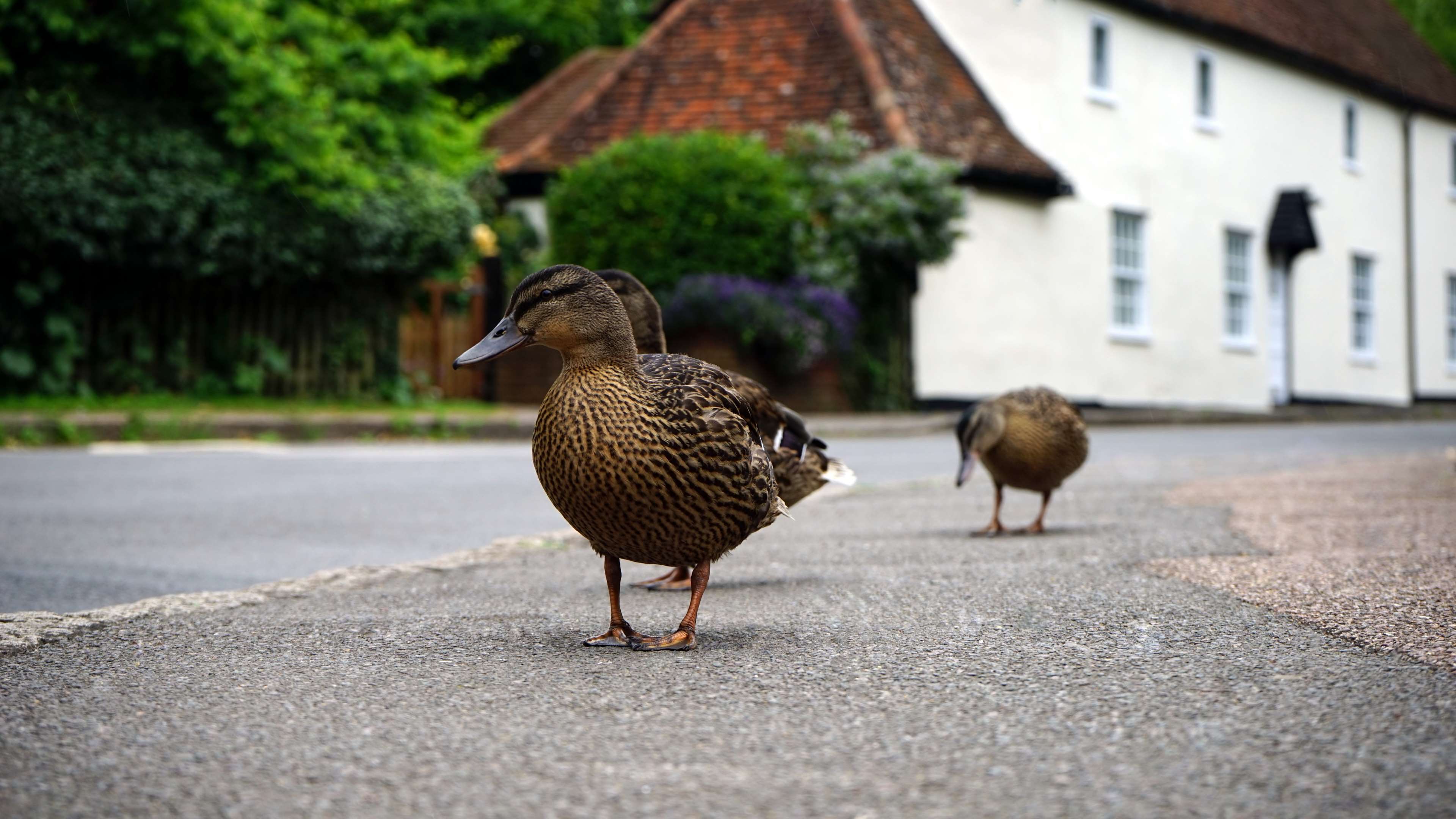 3840x2161 animals, drake, ducks, water birds 4k wallpaper and background