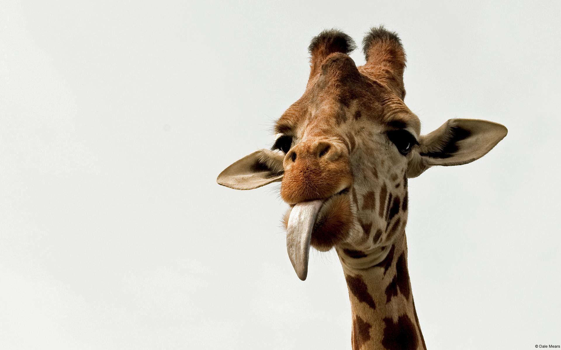 1920x1200 Giraffe Wallpaper background picture