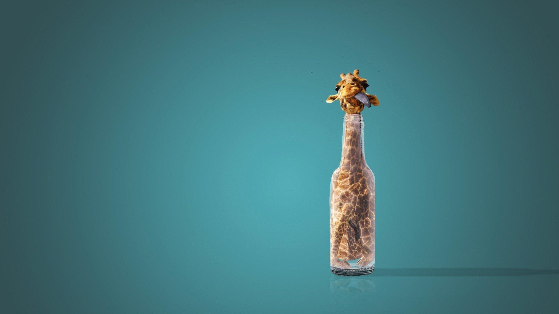 1920x1080 Giraffe wallpaper 1920x1080 Full HD (1080p) desktop background