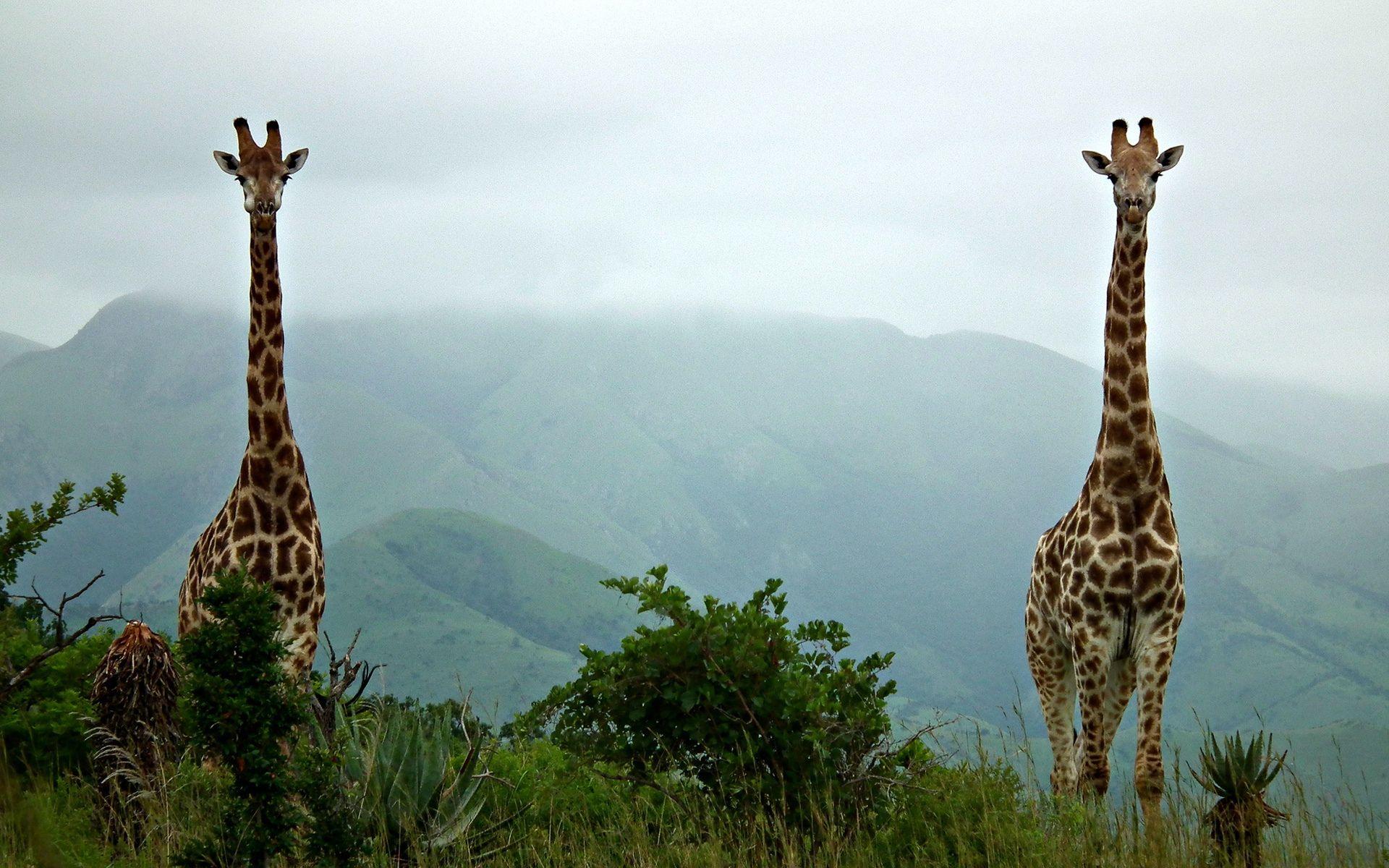 1920x1200 Giraffe Wallpaper for Computer .