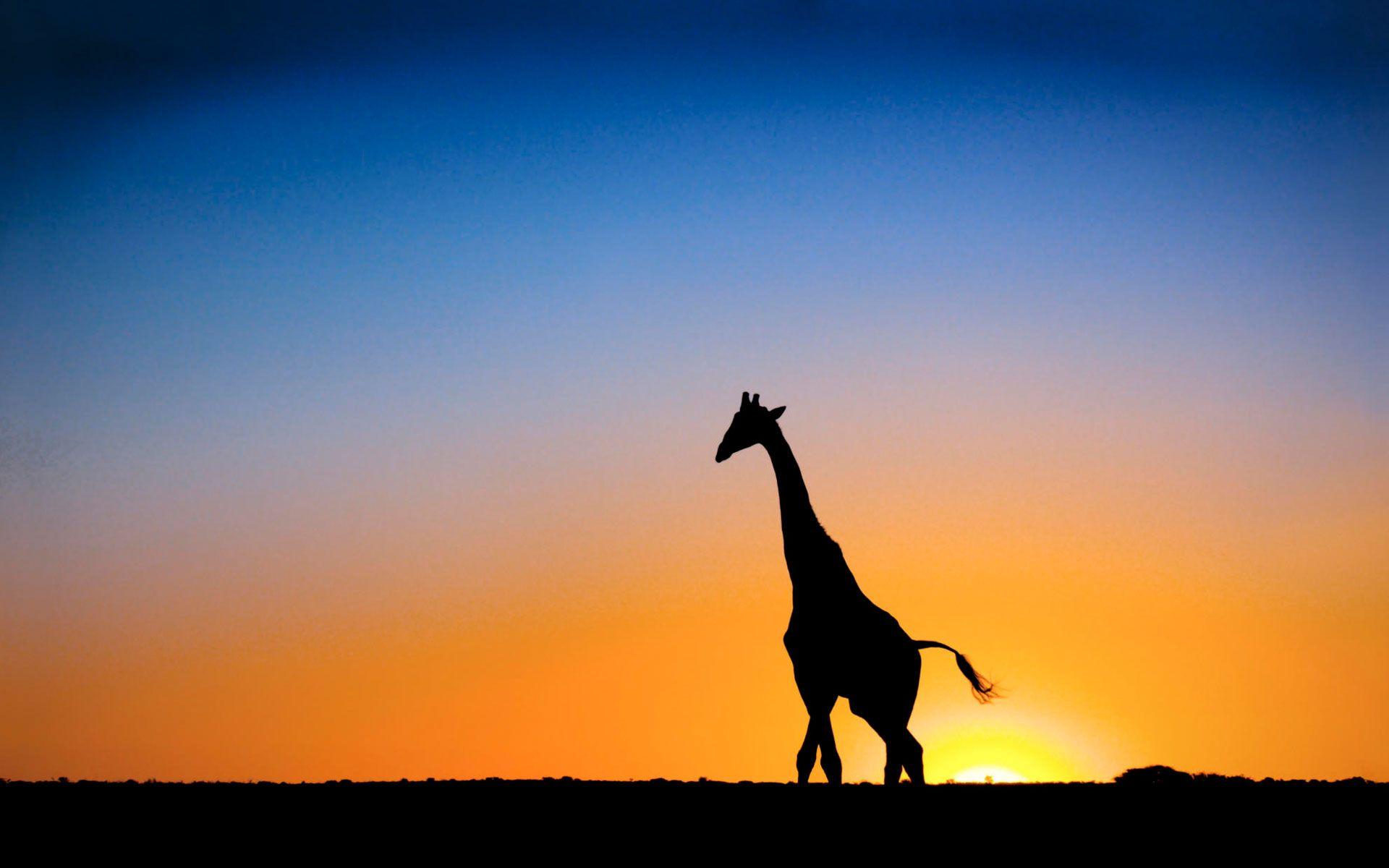 1920x1200 Free download Sunset Giraffe Botswana Wallpaper HD Wallpaper [1920x1200] for your Desktop, Mobile & Tablet. Explore Christmas Giraffe Wallpaper. Zebra Print Wallpaper, Leopard Print Wallpaper, Print Wallpaper