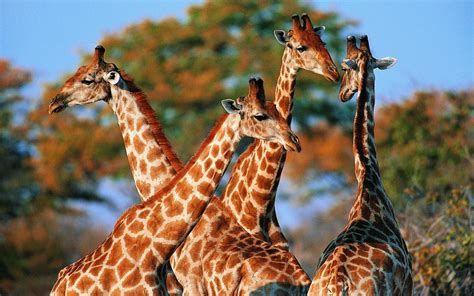 474x296 Giraffe Wallpaper HD .