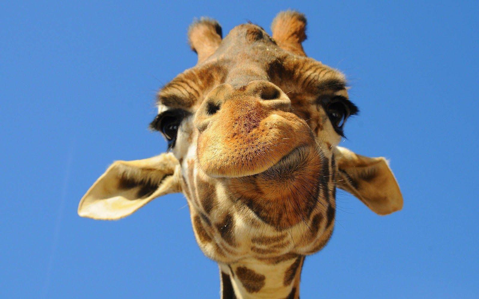 1600x1000 Giraffe Wallpaper