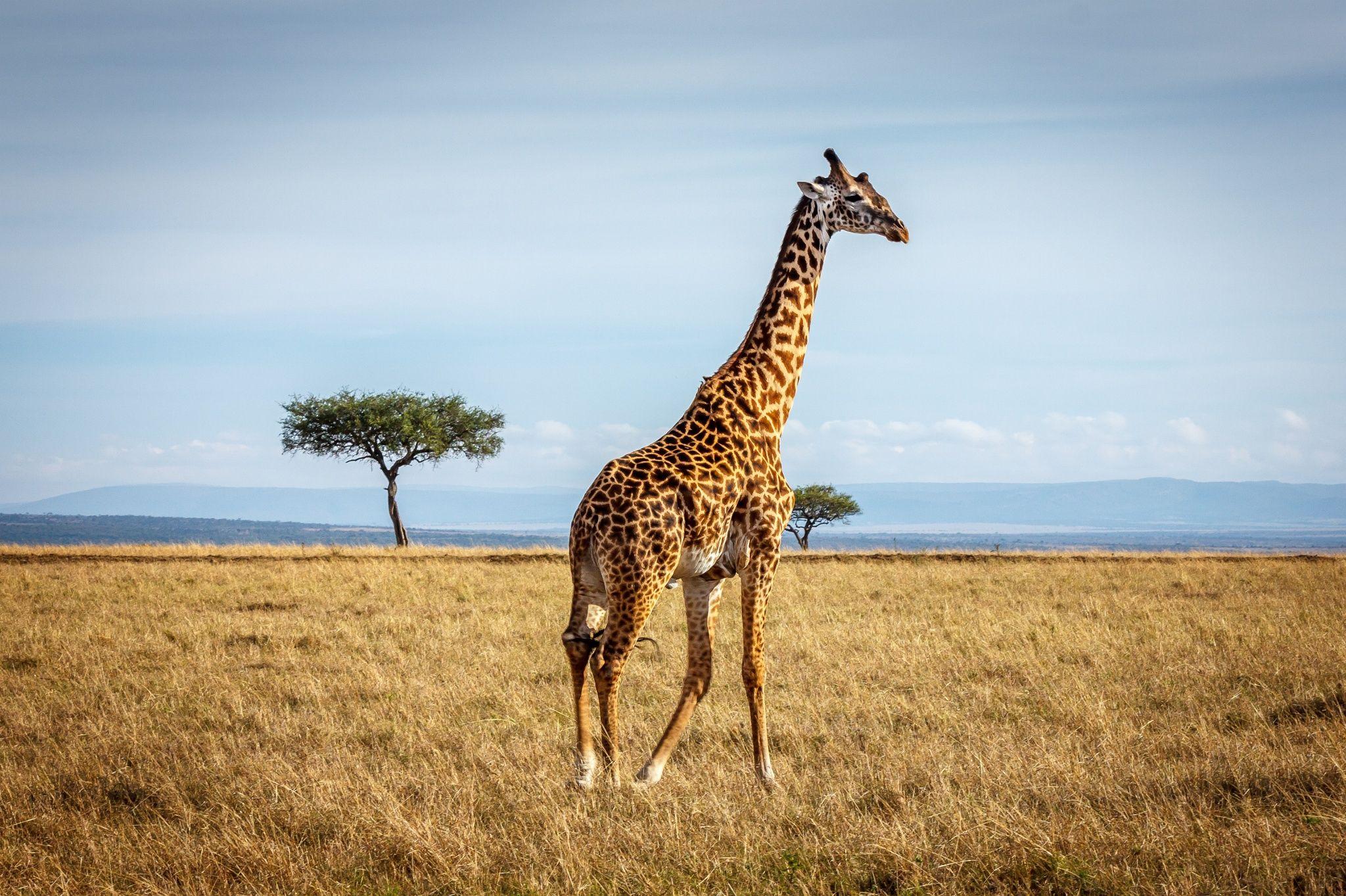 2048x1363 Giraffe wallpaper by Telasm Best Wallpaper Full HD Free Download