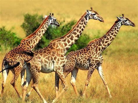 474x355 Giraffe Wallpaper Image .