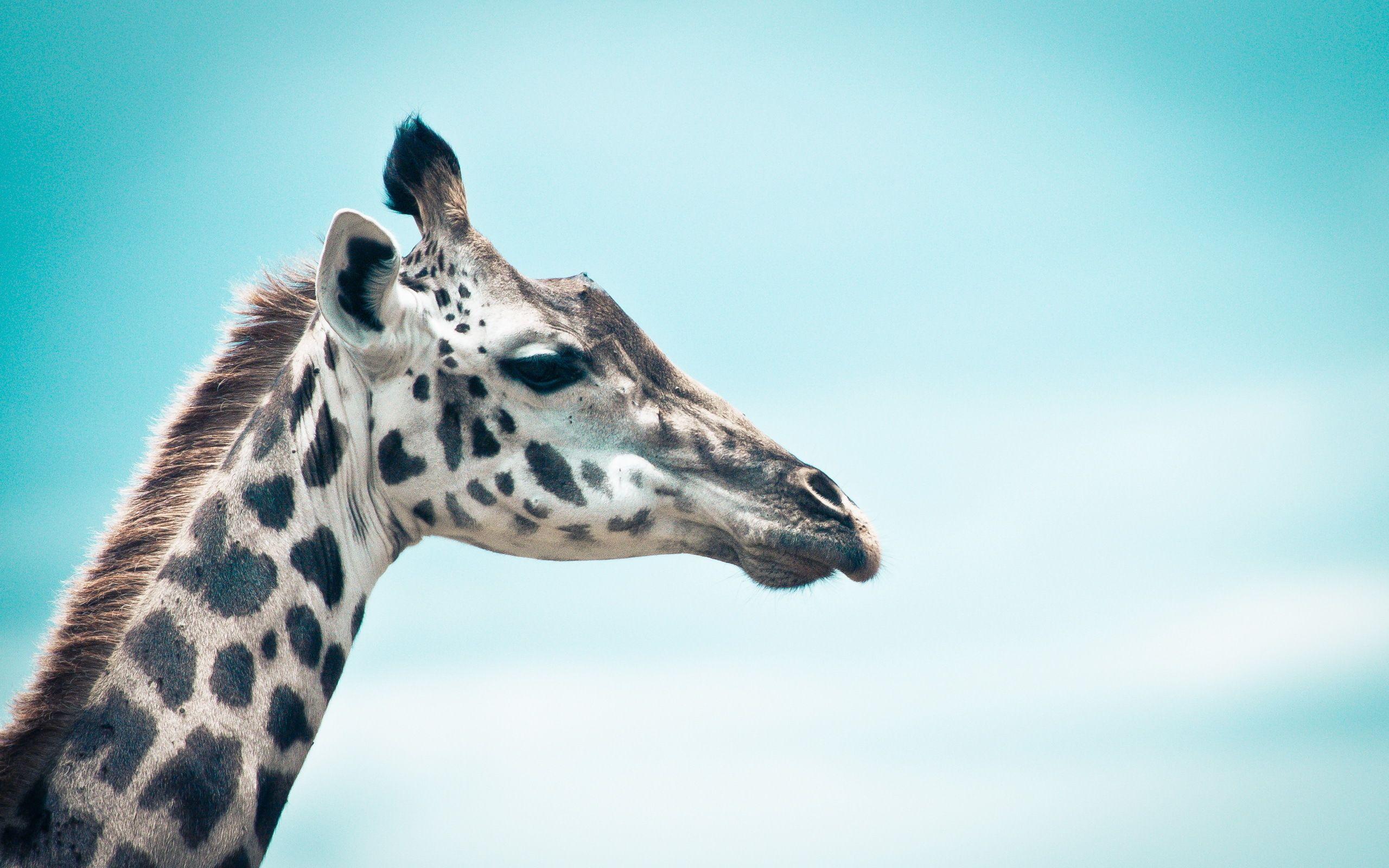 2560x1600 Giraffe wallpaperx1600