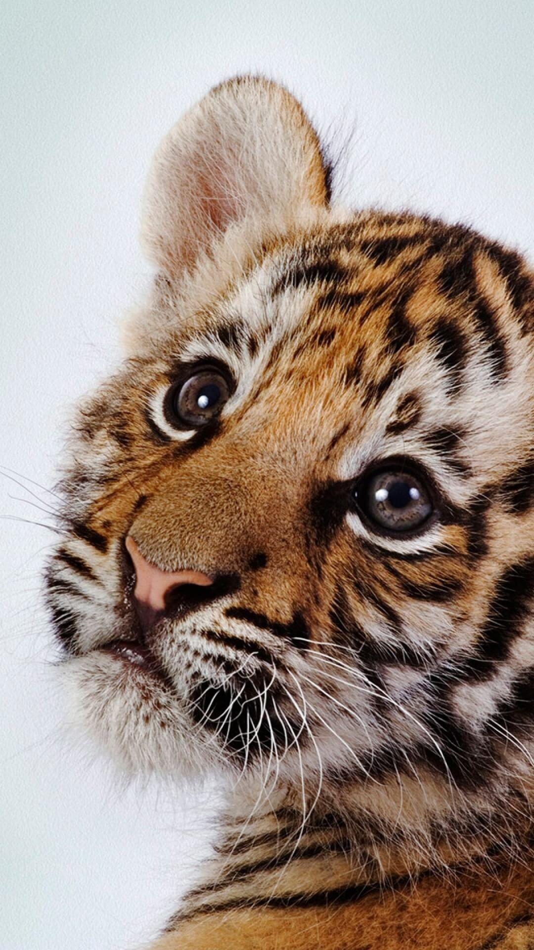 1080x1920 Picture Of Baby White Tigers