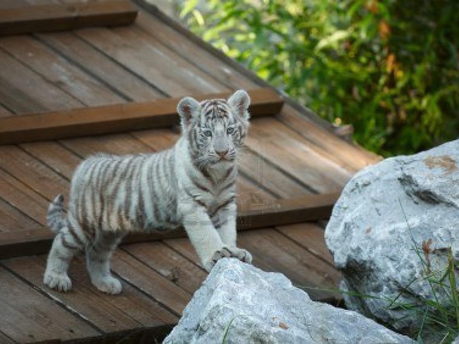 1600x1200 Cute tiger ideas. cute tigers, tiger, tiger picture