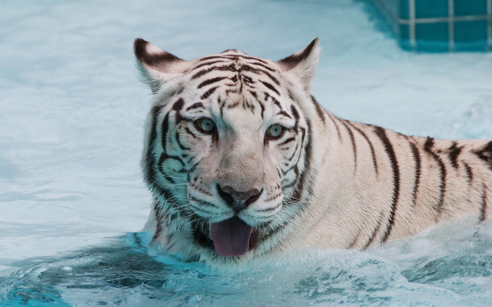 1600x1000 Baby White Tigers In Water HD Wallpaper