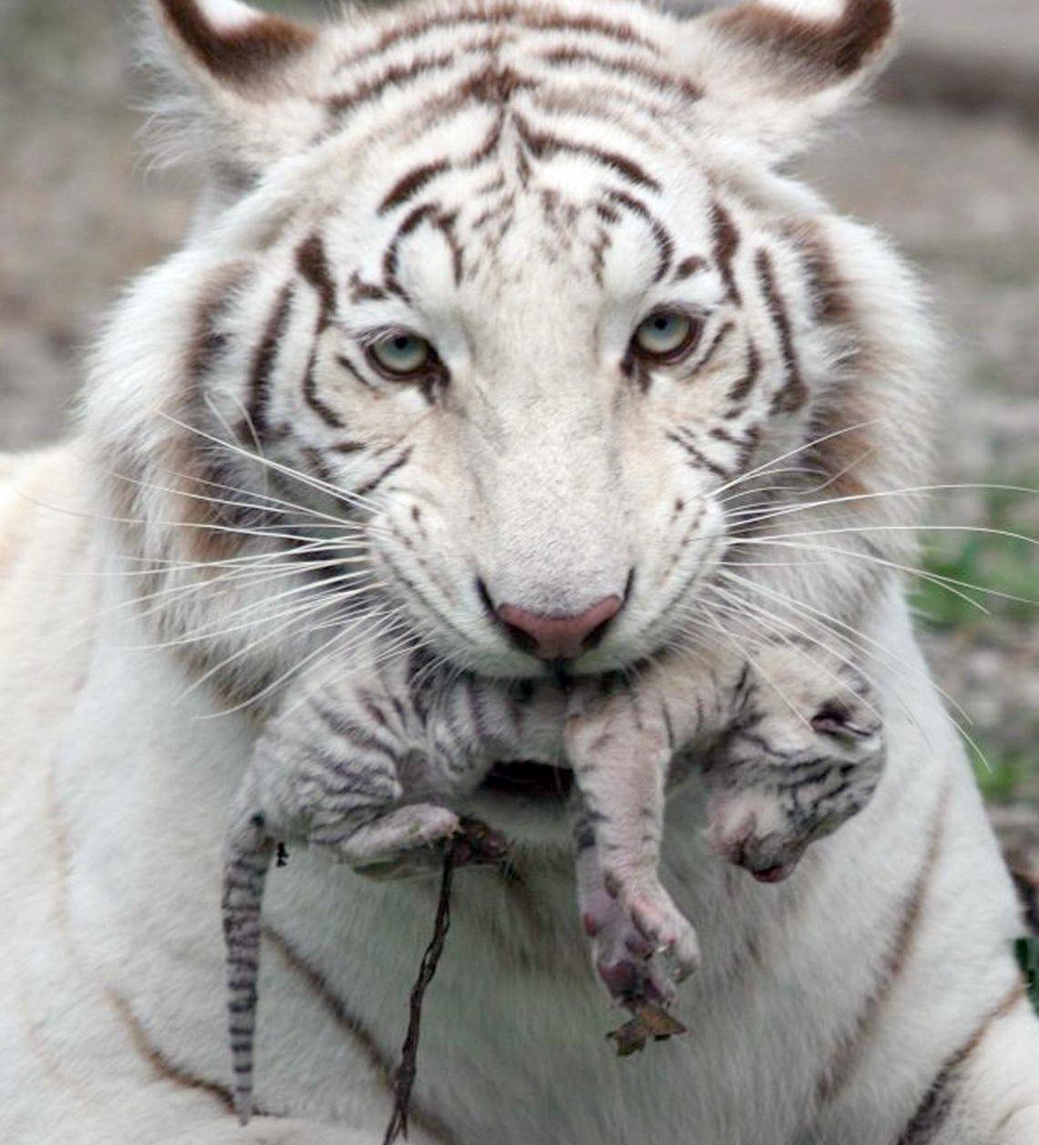 1140x1256 White Tiger Cubs Wallpaper