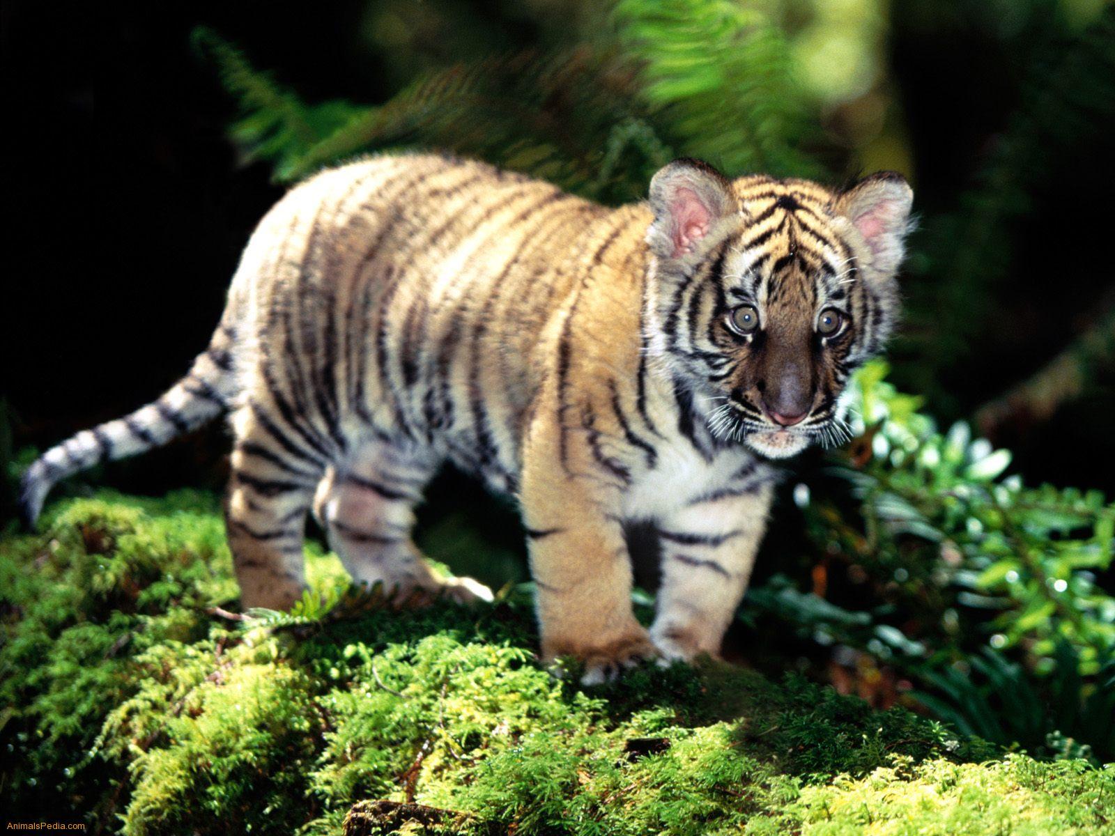 1600x1200 Baby white tiger photo wallpaper