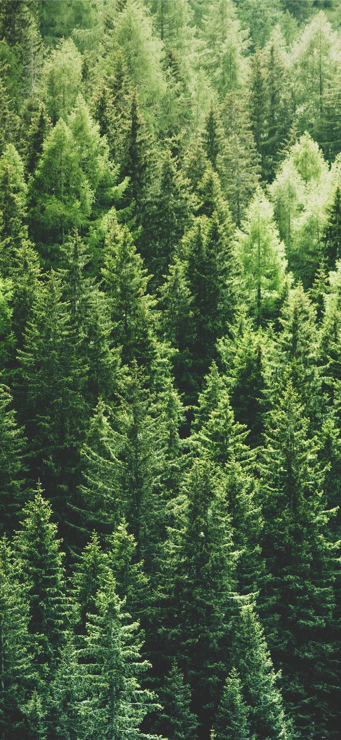 1125x2436 green pine trees in forrest. Tree HD wallpaper, Tree wallpaper iphone, Pine trees forest