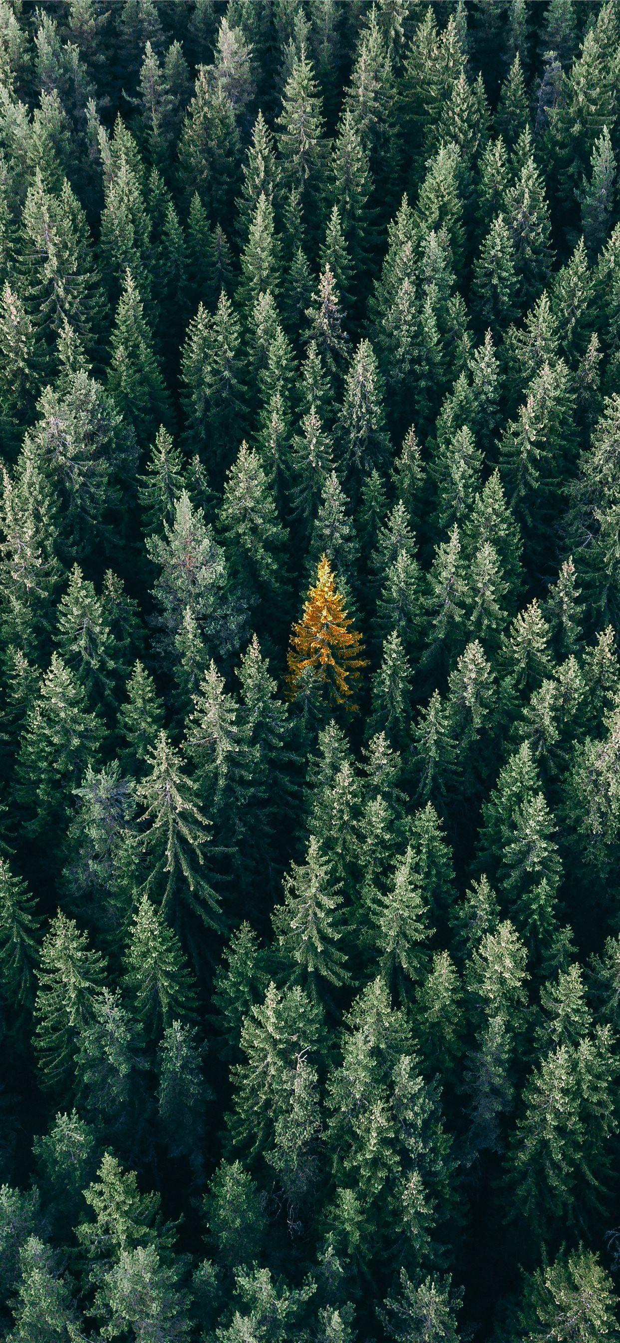 aerial photography of pine trees iPhone X Wallpapers Free Download