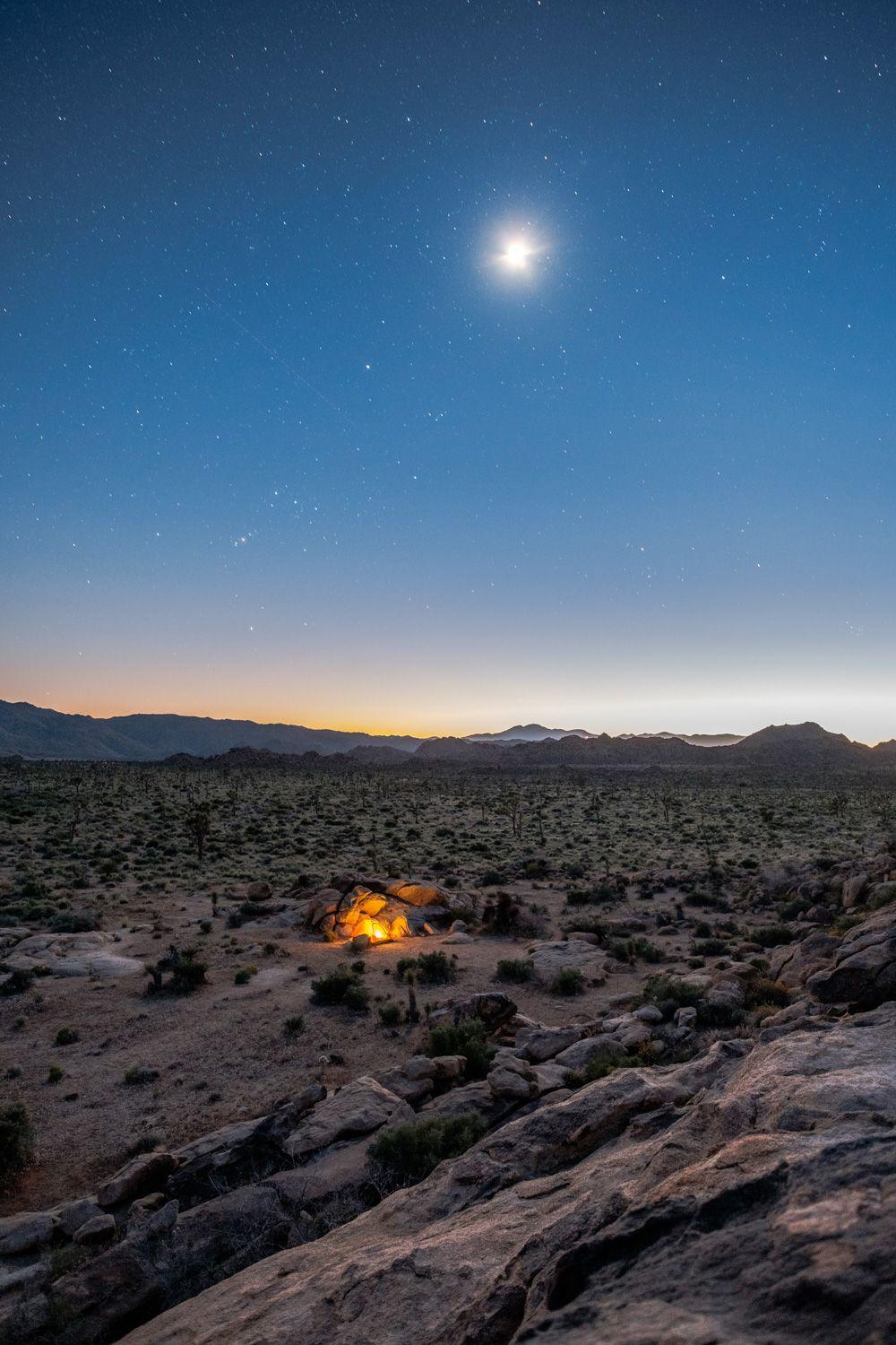 1000x1500 Free iPhone. Android Wallpaper: Joshua Tree Pack