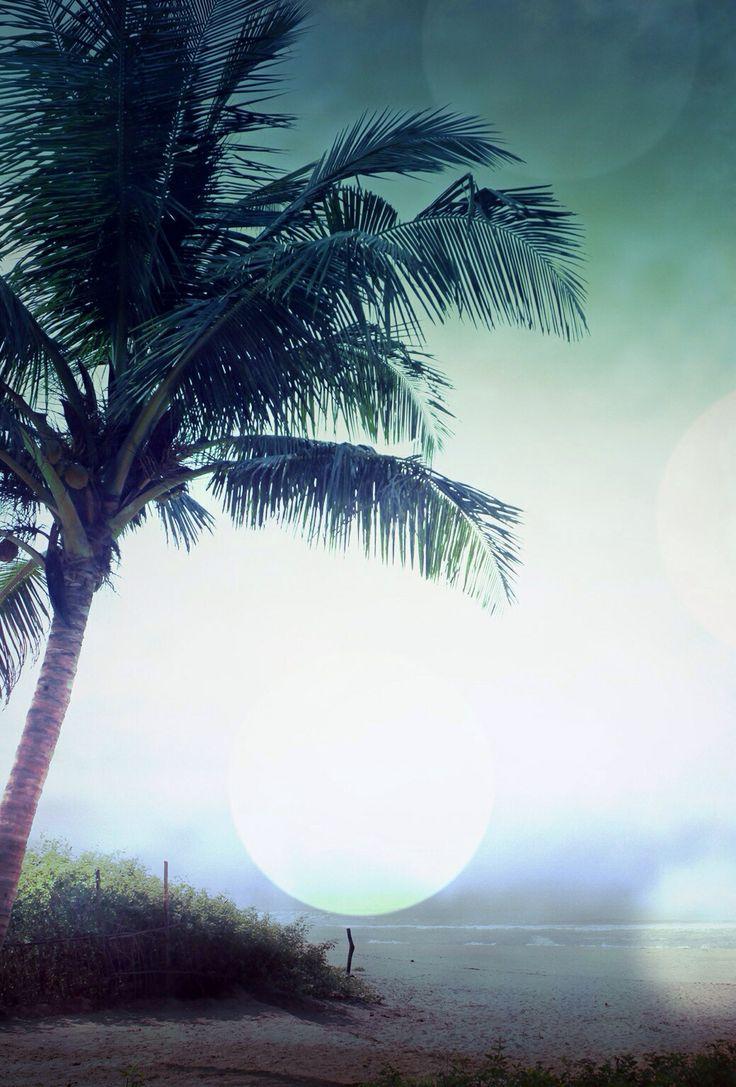 736x1087 Free download Palm tree iPhone Wallpaper Pinterest [736x1087] for your Desktop, Mobile & Tablet. Explore Palm Tree iPhone Wallpaper. Beautiful Palm Tree Wallpaper, Beautiful Palm Trees iPhone Wallpaper, Sunset