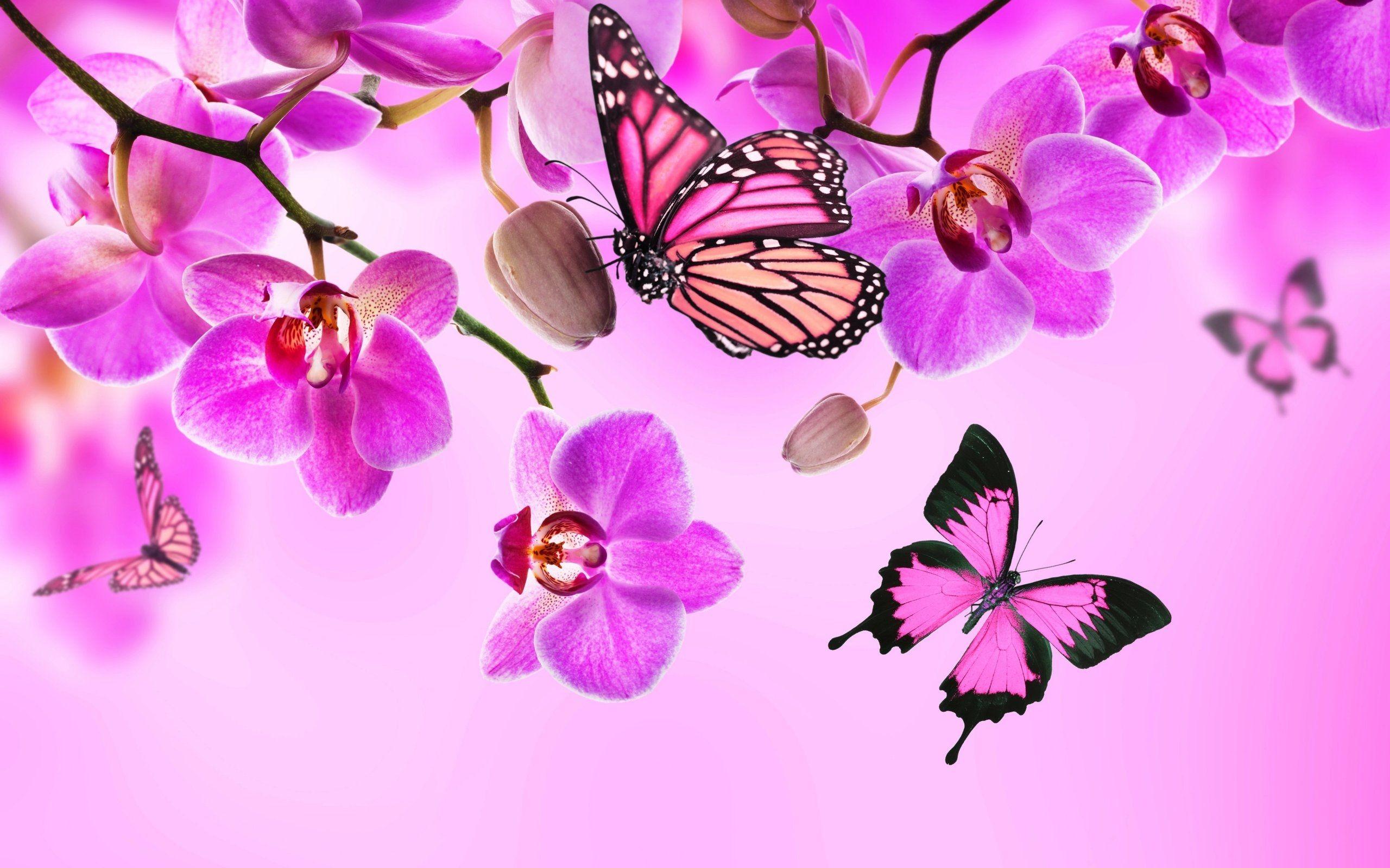 2560x1600 Orchid Butterflies Pink Color Flowers 2560x1600 :