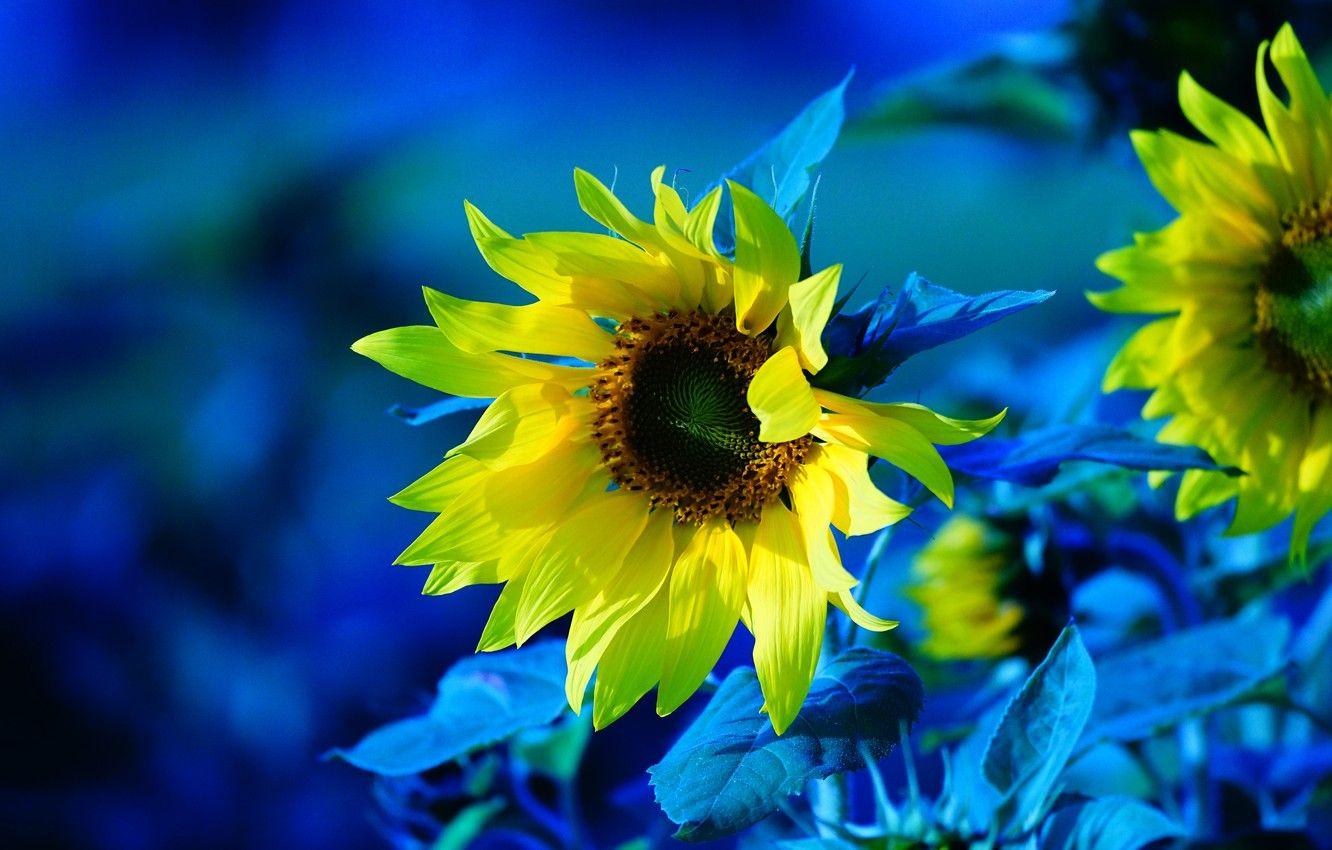 Hình nền hoa hướng dương 1332x850, Hoa hướng dương, điều trị, màu vàng, Nền xanh, Hình ảnh hoa hướng dương cho máy tính để bàn, phần цветы