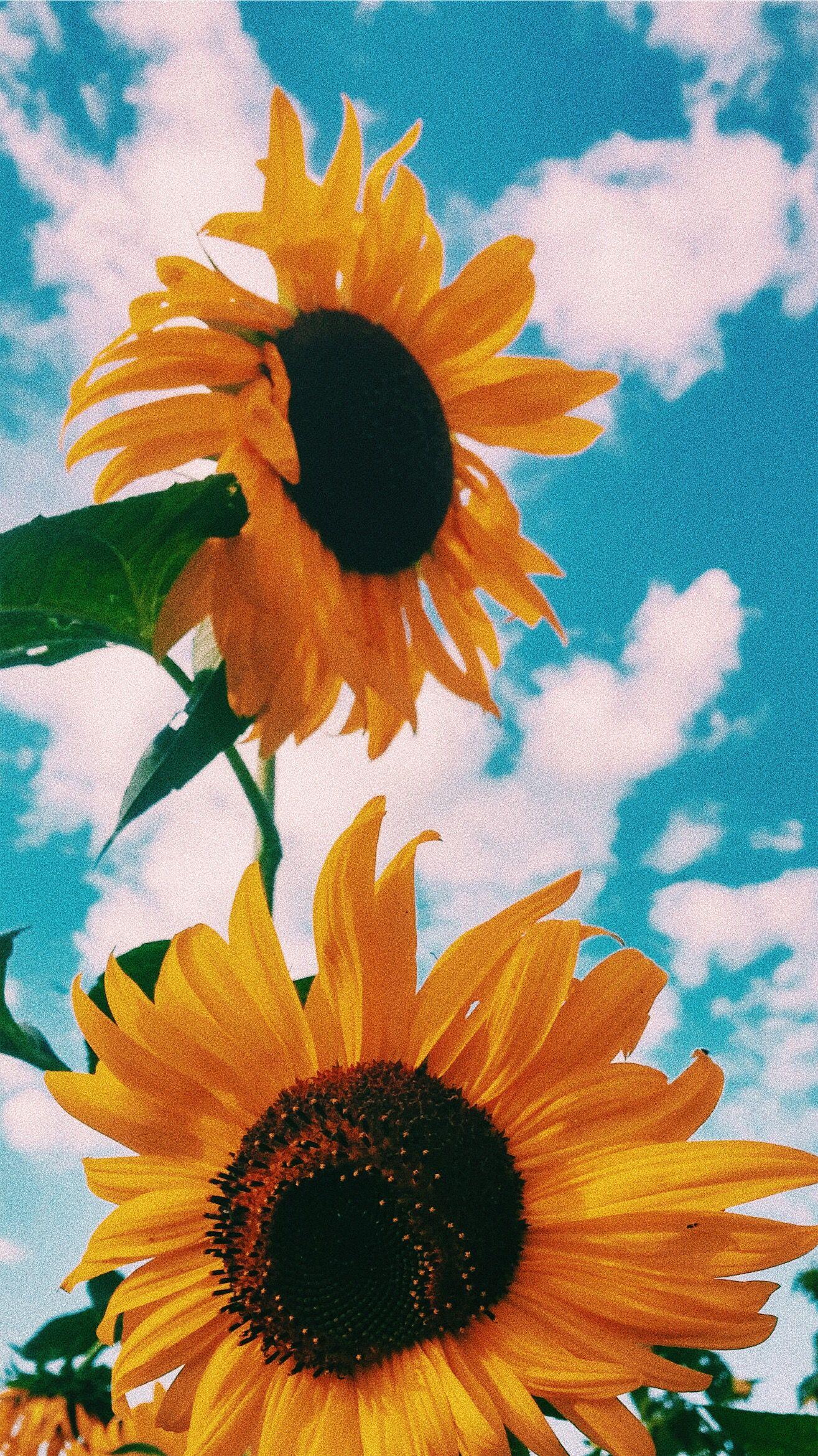 Hình nền thẩm mỹ 1315x2339 Clouds Sunflower