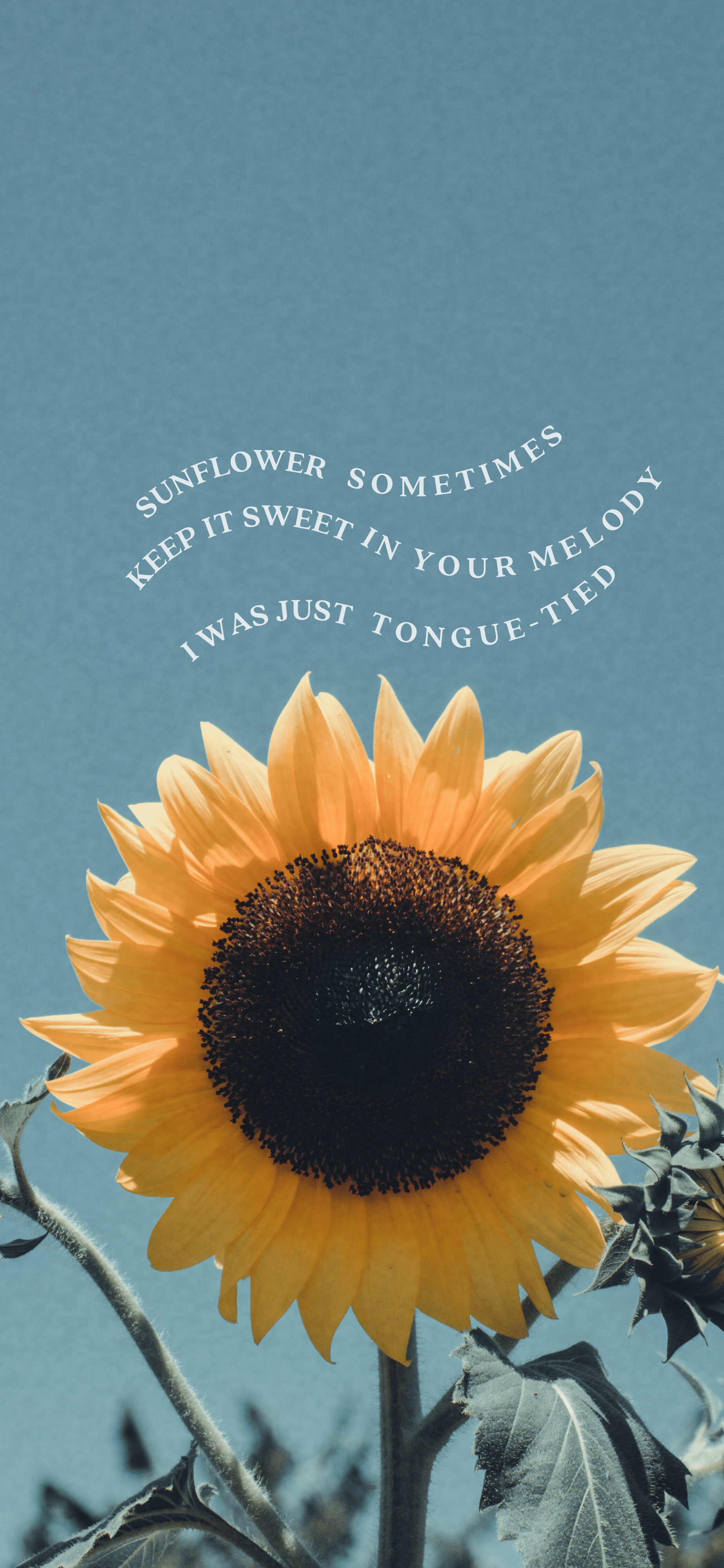 1848x4000 Harry Styles Wallpaper. Sunflower wallpaper, Harry styles wallpaper, Background phone wallpaper