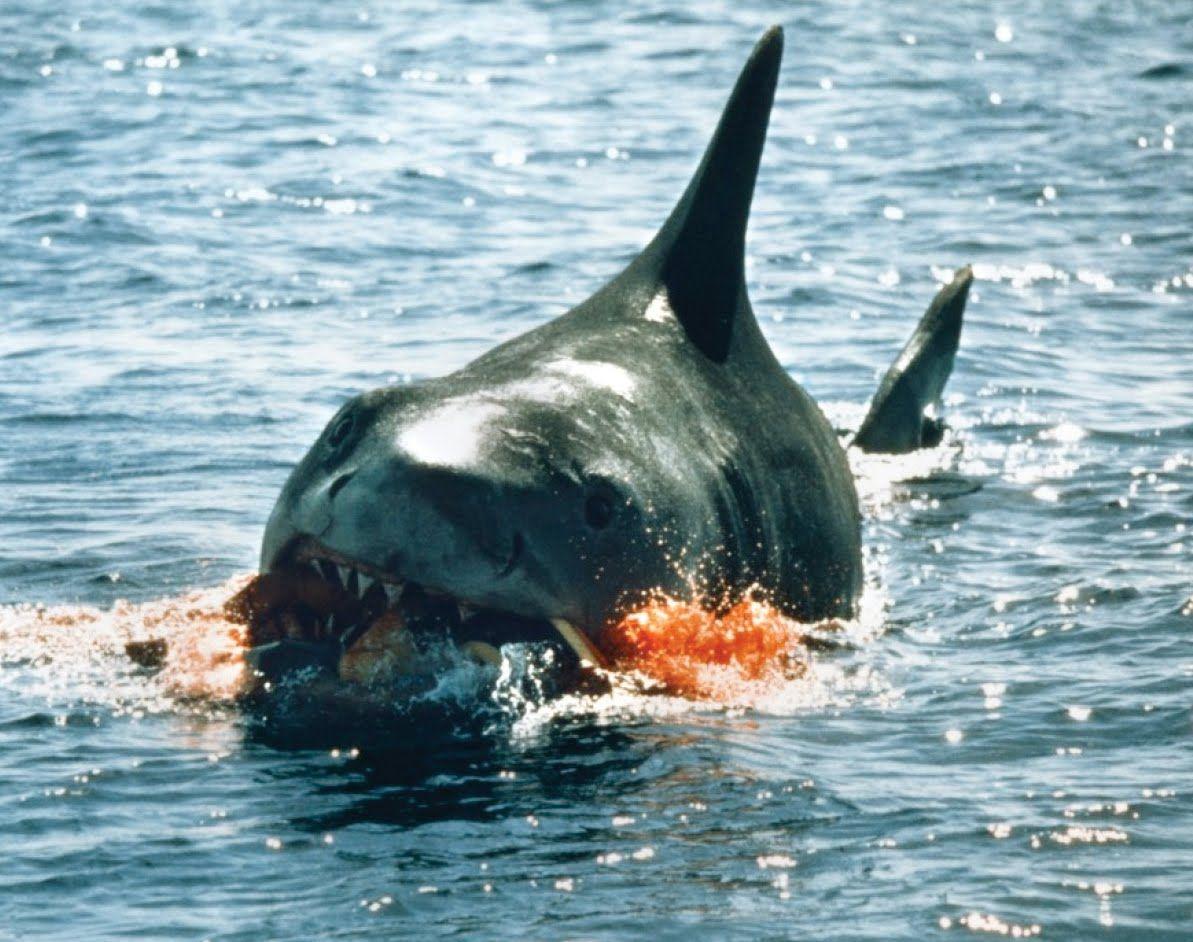 1193x942 Jaws” The Sounds That Make the Movieshawnwashington
