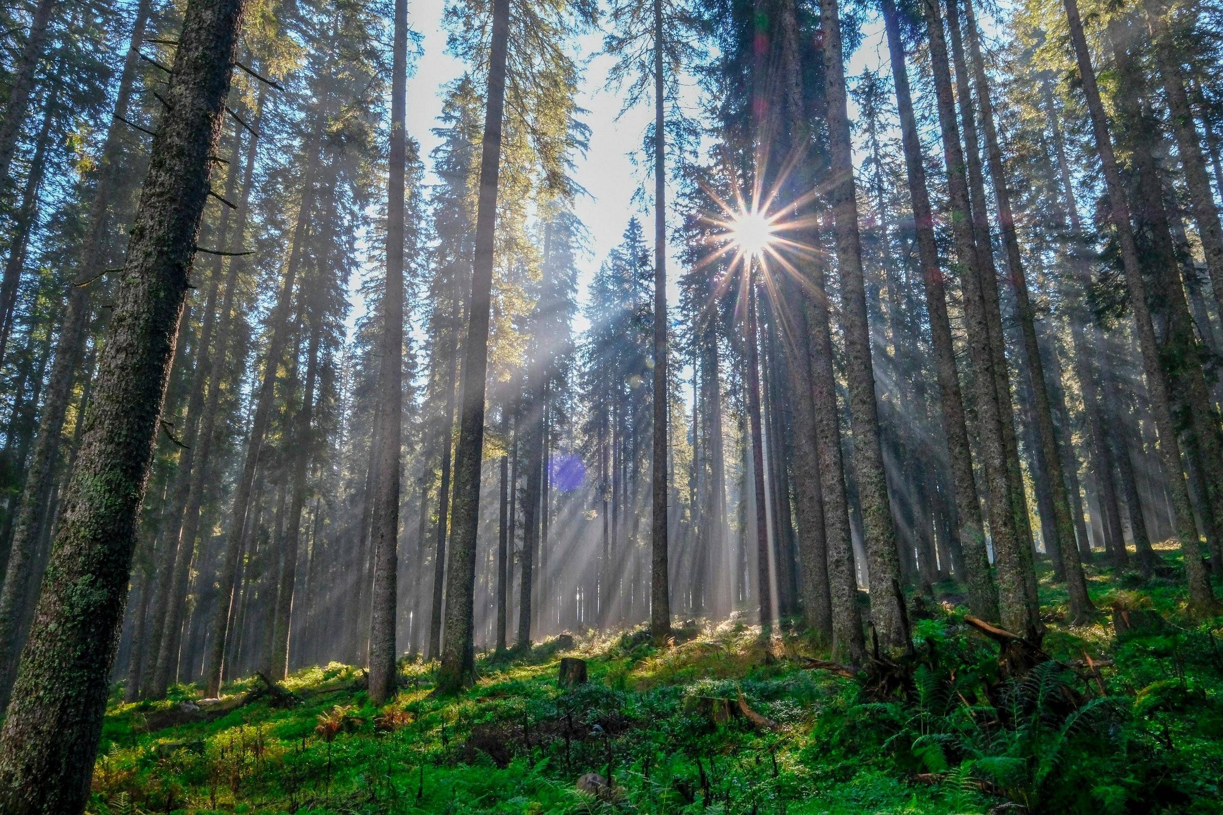 2400x1600 Download Forest Wallpaper, HD Background Download