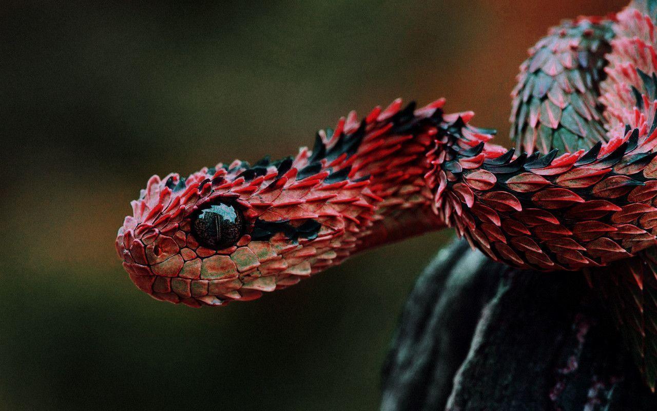 1280x800 Viper Snake Wallpaper