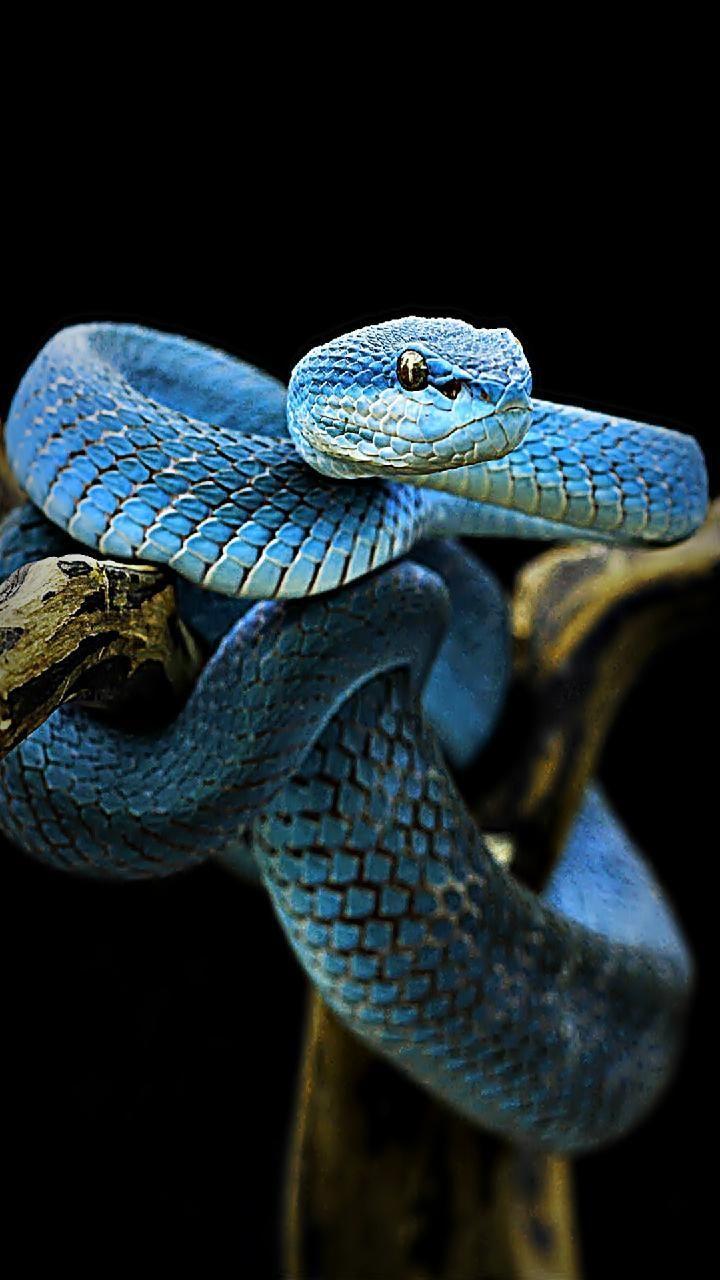 720x1280 Download blue snake Wallpaper by susbulut now. Browse millions of popular black Wallpaper and Ringtone. Snake wallpaper, Pet snake, Animals