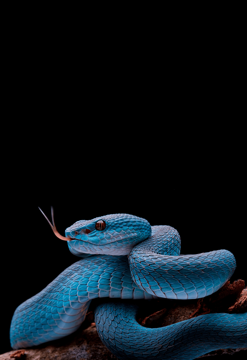 825x1200 BLACK & BLUE. Snake wallpaper, Snake, Cute snake