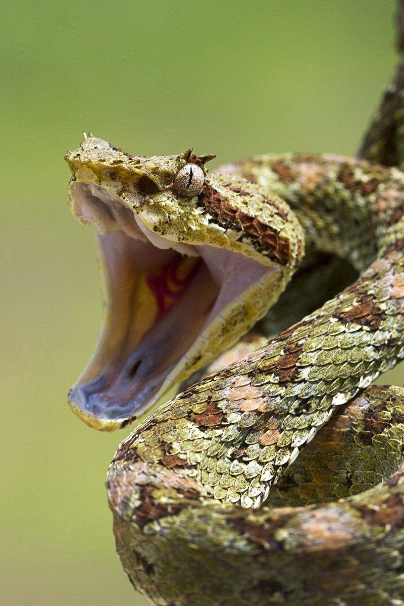 800x1200 Download Wallpaper 800x1200 Snake, Aggression, Teeth, Bending Iphone 4s 4 For Parallax HD Background