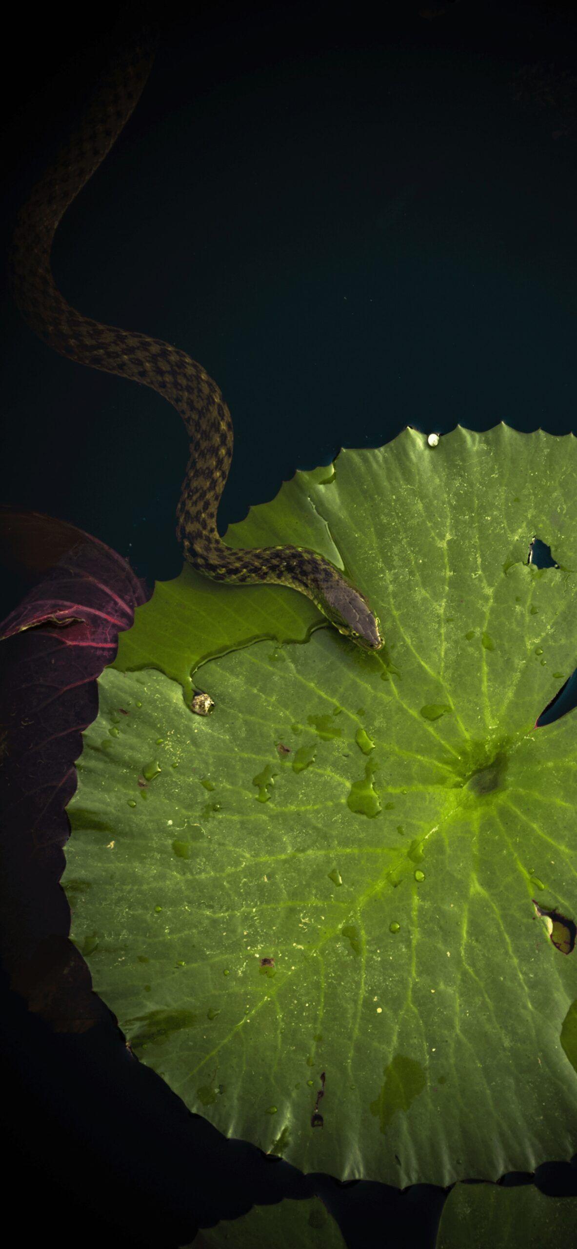 1183x2560 Snake Wallpaper art: Free HD Download