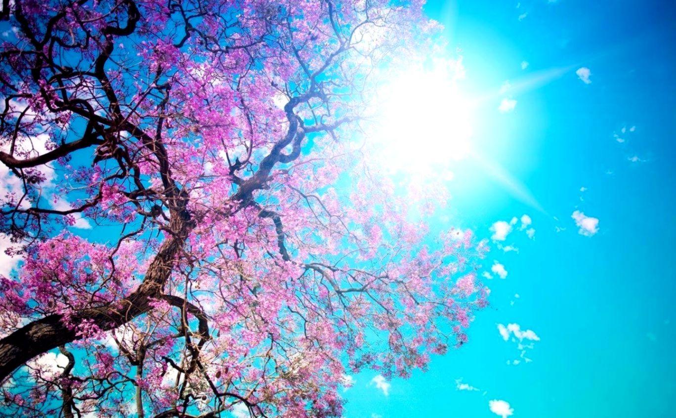1368x846 Free Image Wallpaper for Computer
