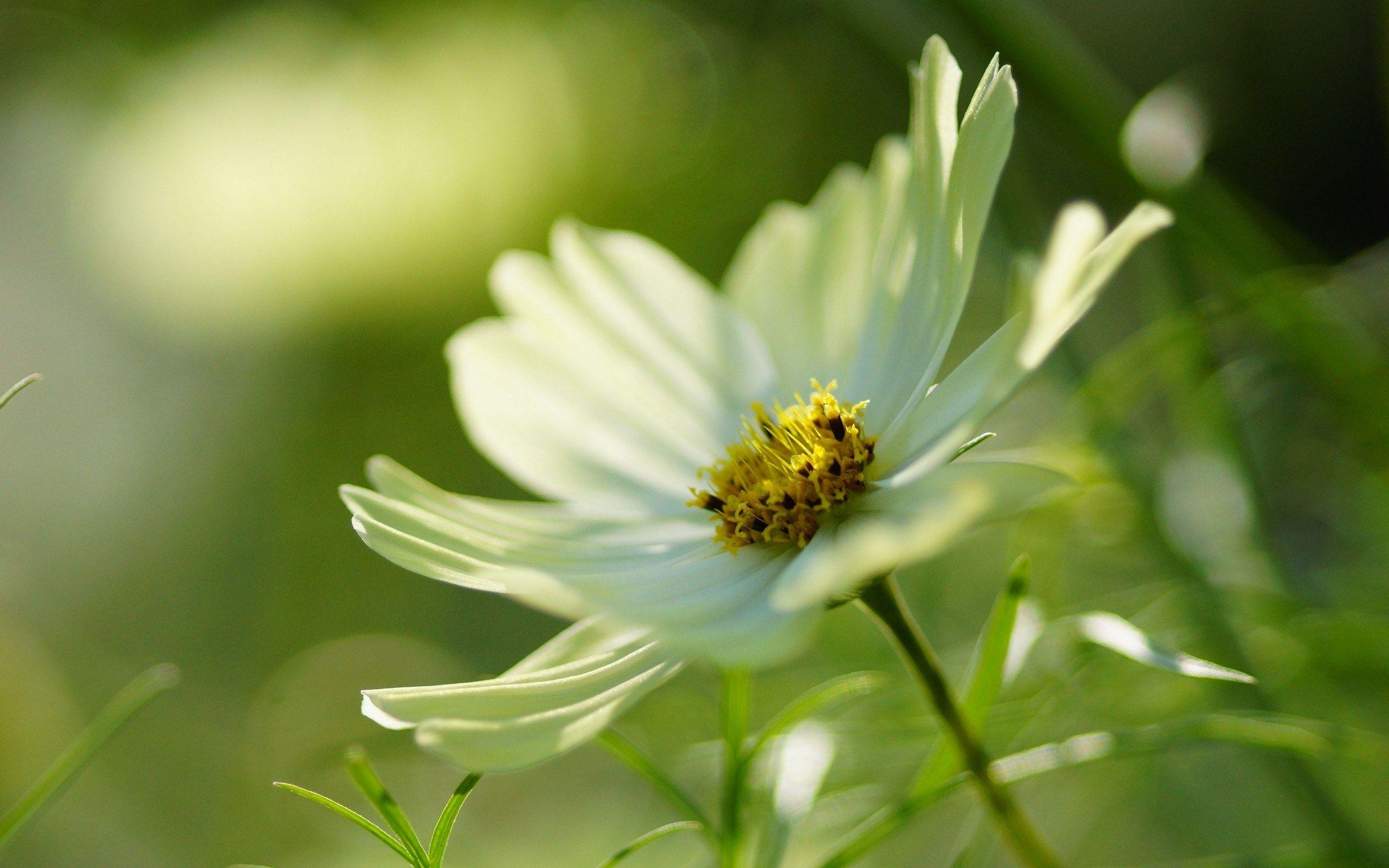 2560x1600 Unique type Flowers HD wallpaper. Free Download HD Wallpaper