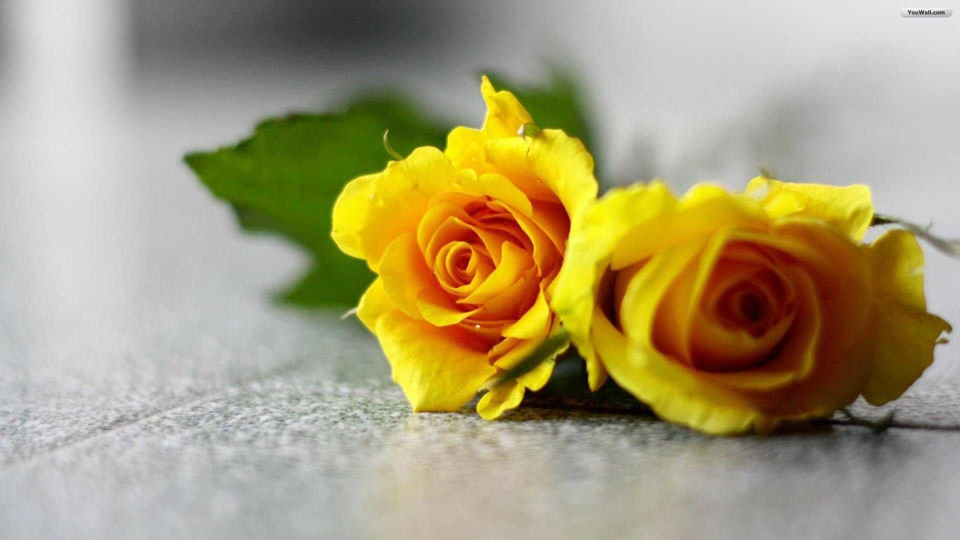 1920x1080 Yellow Rose Wallpaper background picture