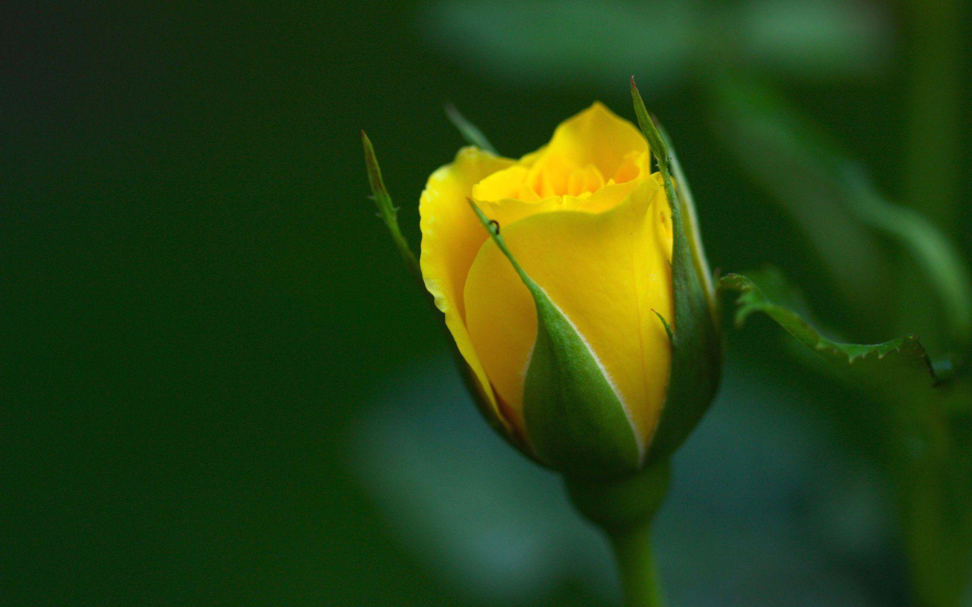 1920x1200 Yellow Rose Hd, leaves, flowers, Fresh, macro Image Wallpaper. Yellow roses, Rose flower wallpaper, Picture of yellow roses