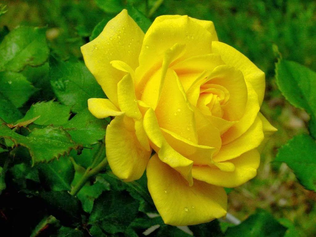 1024x768 Flower Wallpaper: Beautiful Yellow Rose Flowers HD Wallpaper