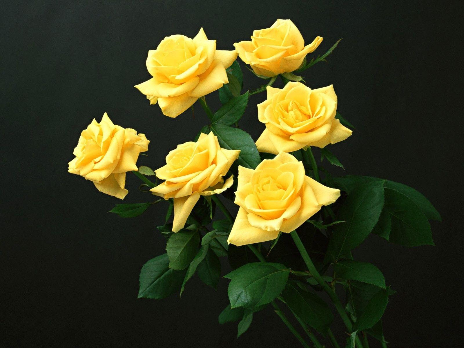 1600x1200 Yellow Rose Wallpaper HD 35215