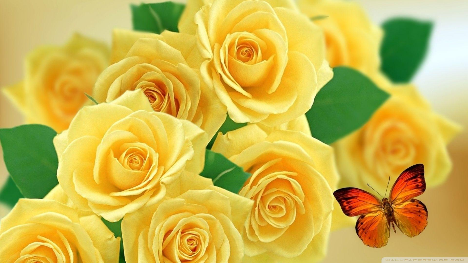 1920x1080 Yellow Roses Wallpaper HD