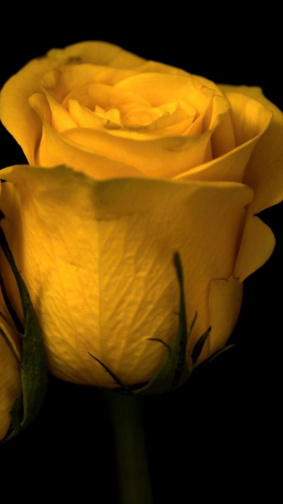 1080x1920 Two Yellow Roses Nature Plants Flowers 4K HD Wallpaper
