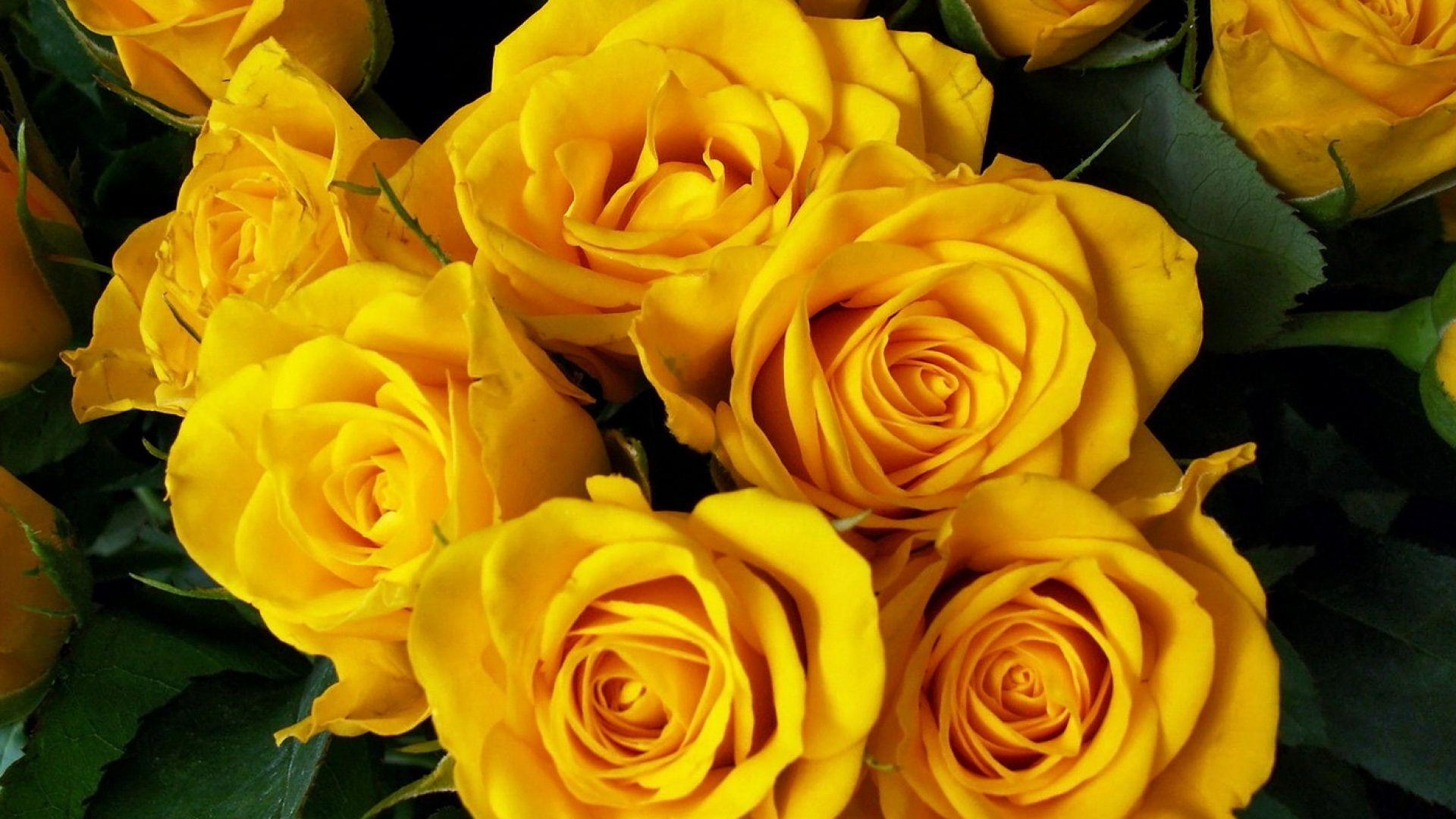 Yellow Rose HD Wallpapers - Top Free Yellow Rose HD Backgrounds ...