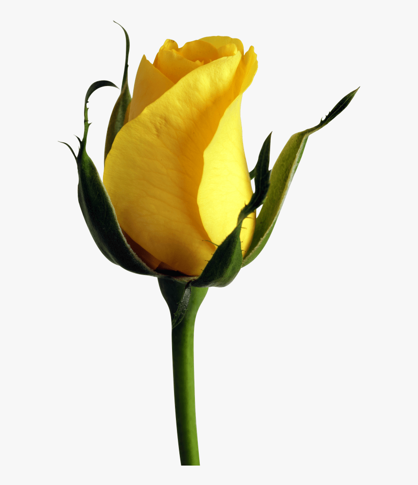 860x998 Yellow Rose Png Yellow Rose Flower, Transparent Png